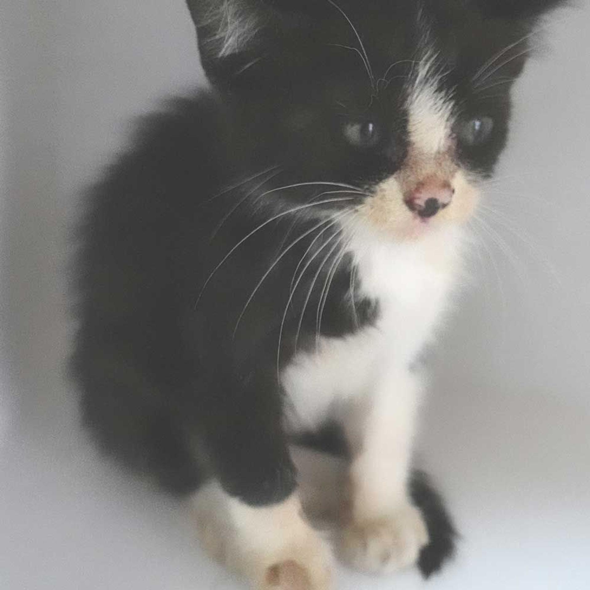 pet-image-8