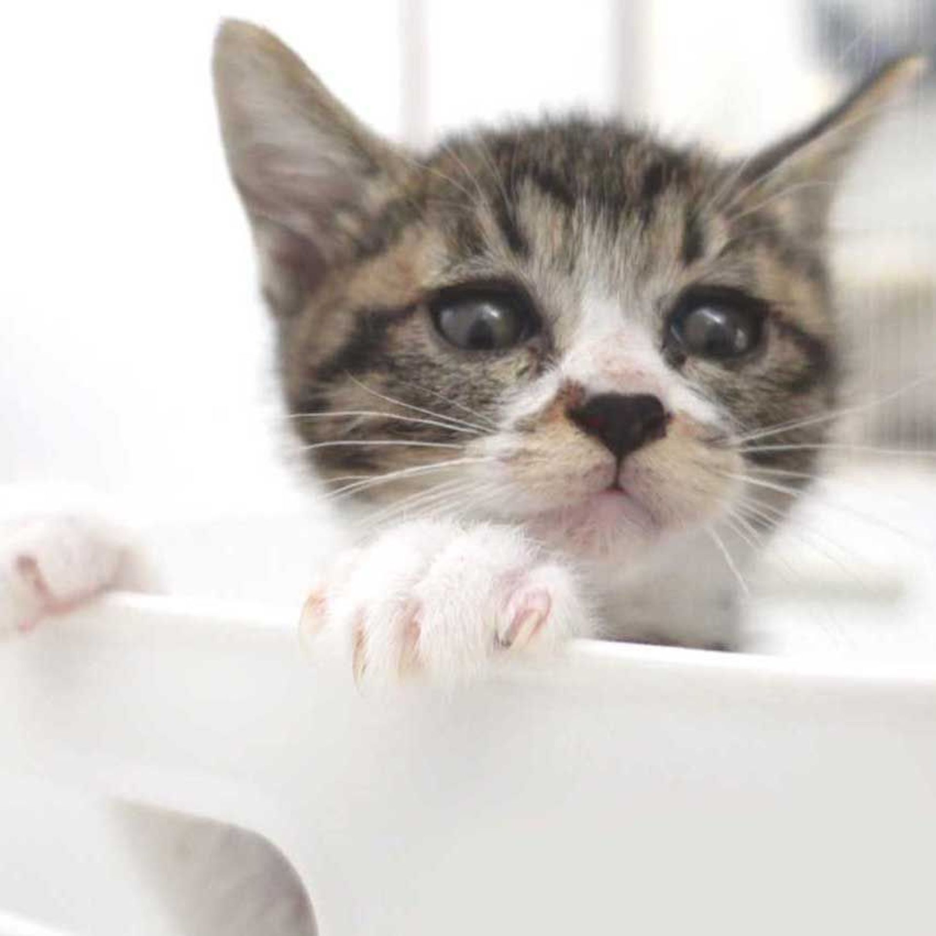 雑種（ミックス猫）・メスの里親募集の写真