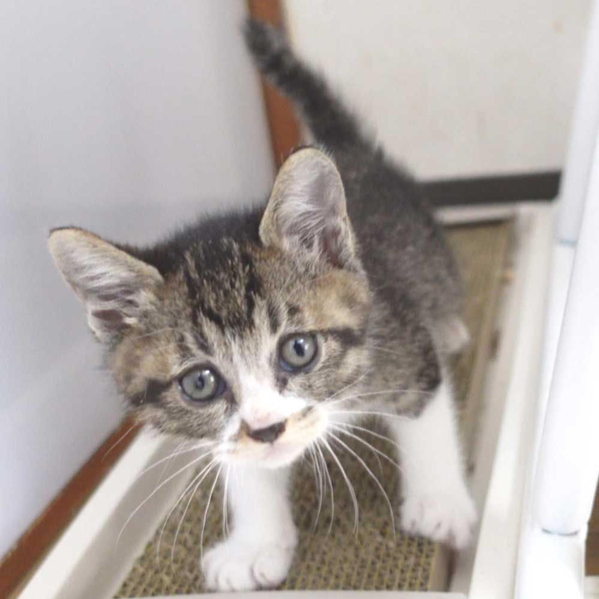 pet-image-2