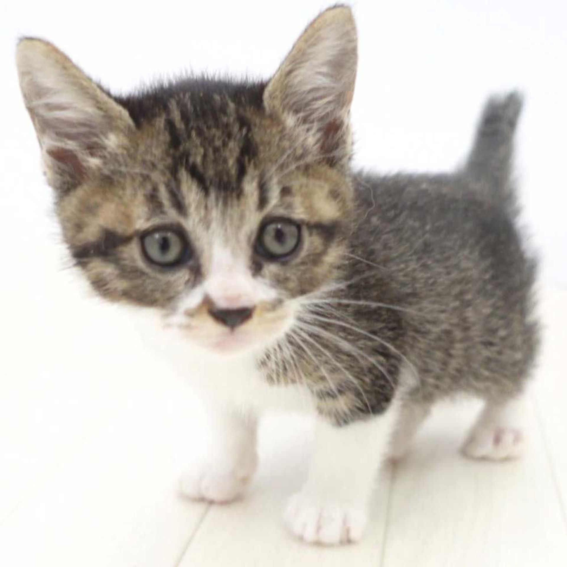 thumbnail-5