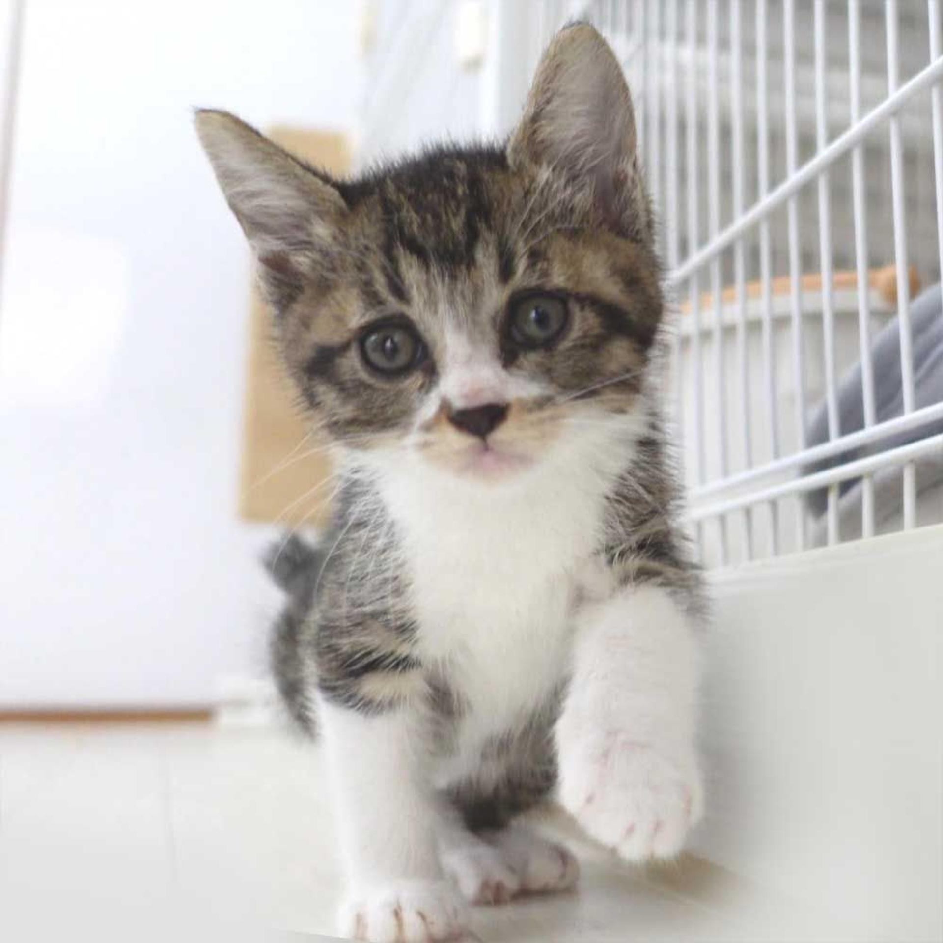 pet-image-6