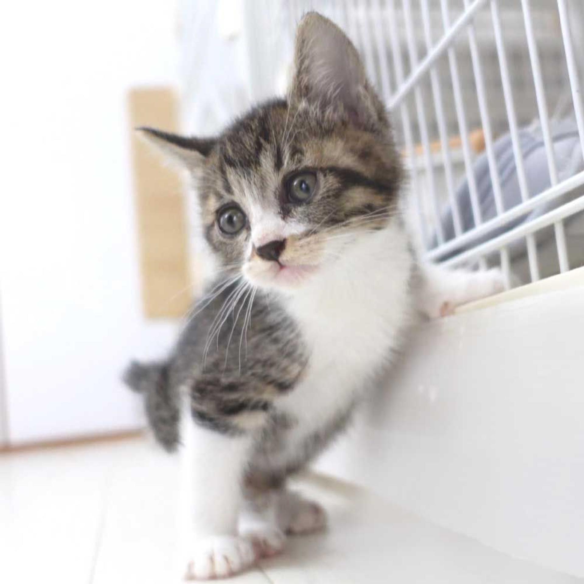 pet-image-8