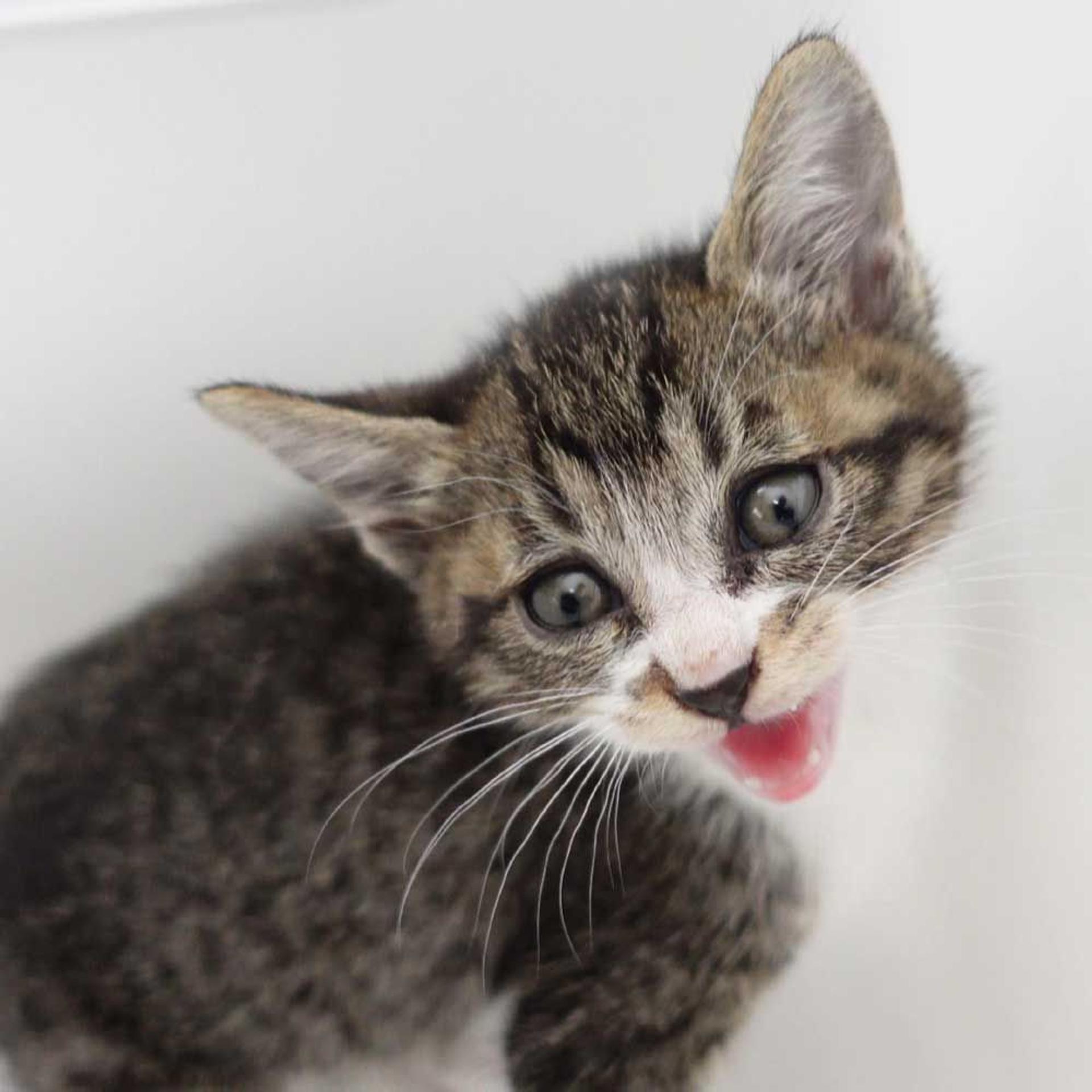 pet-image-9
