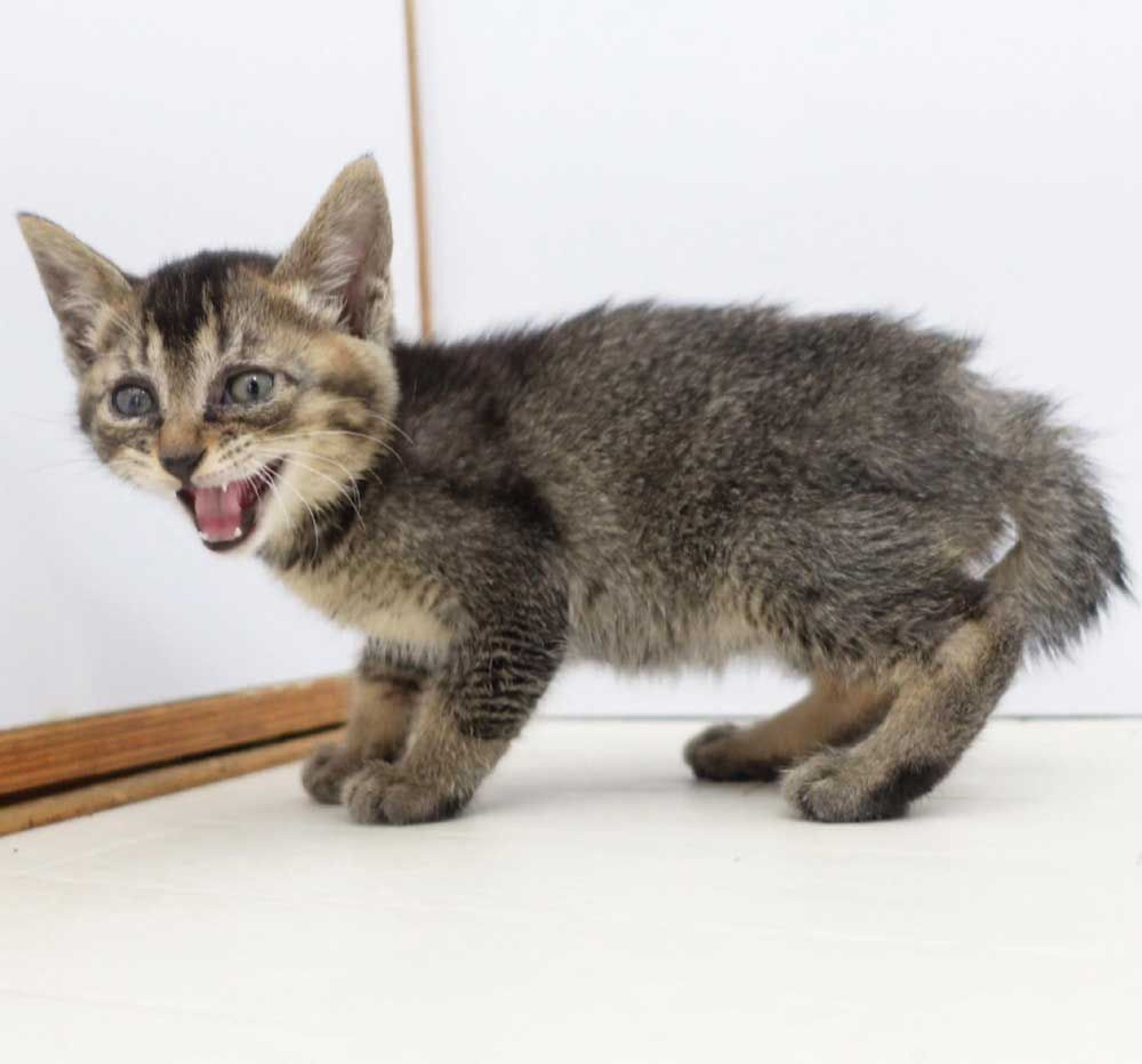 pet-image-9