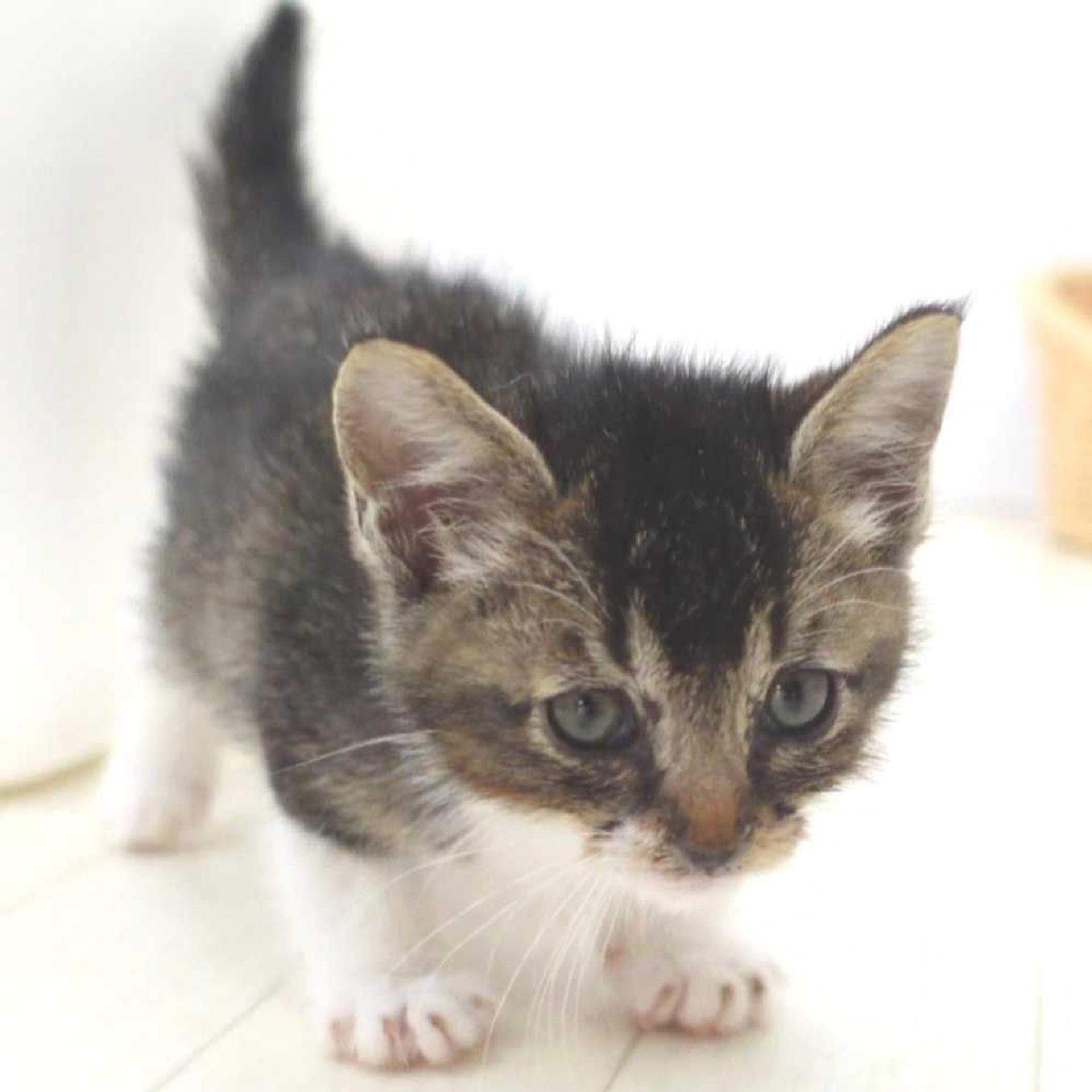 pet-image-4