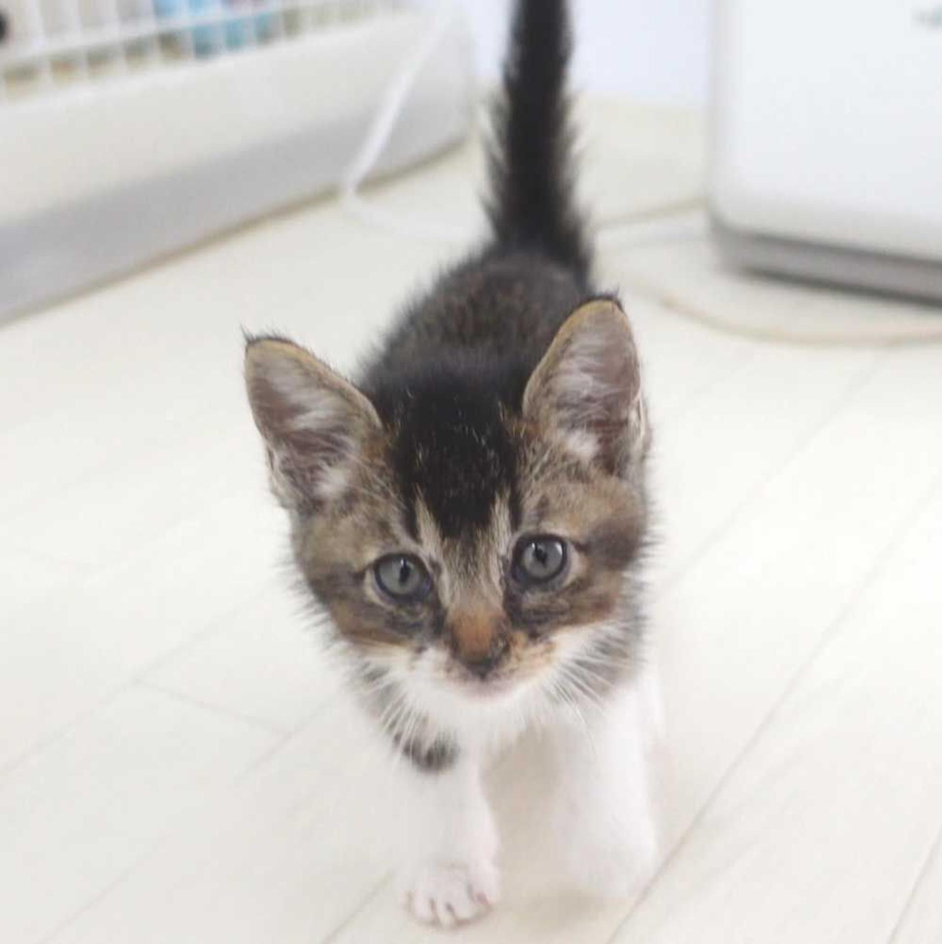 pet-image-7