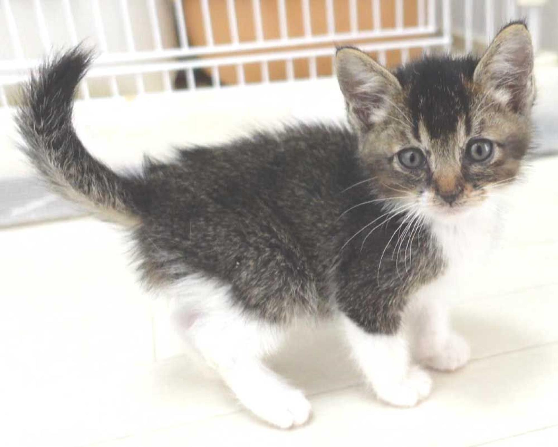 pet-image-8