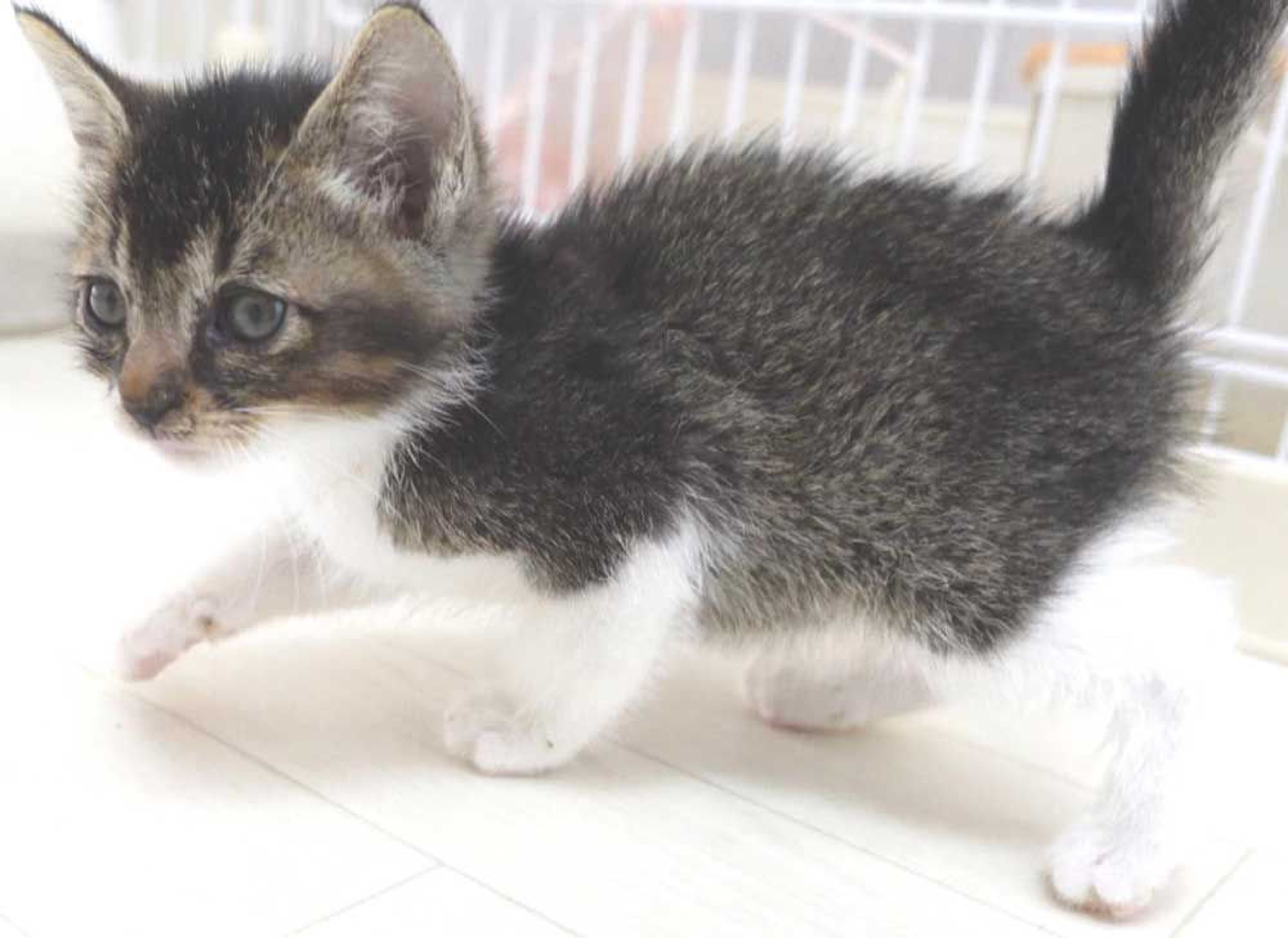 pet-image-9