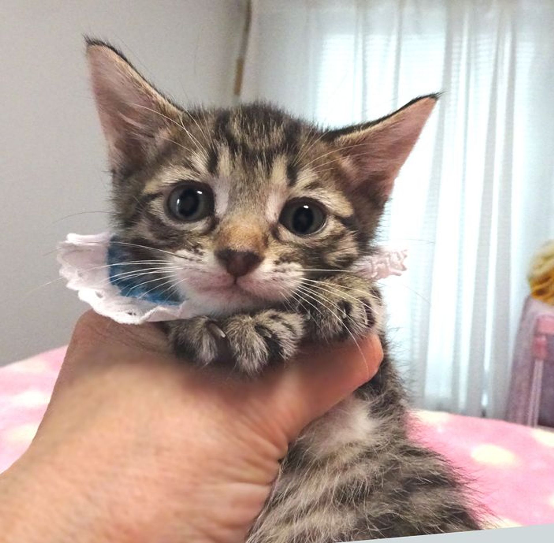 雑種（ミックス猫）・オスの里親募集の写真