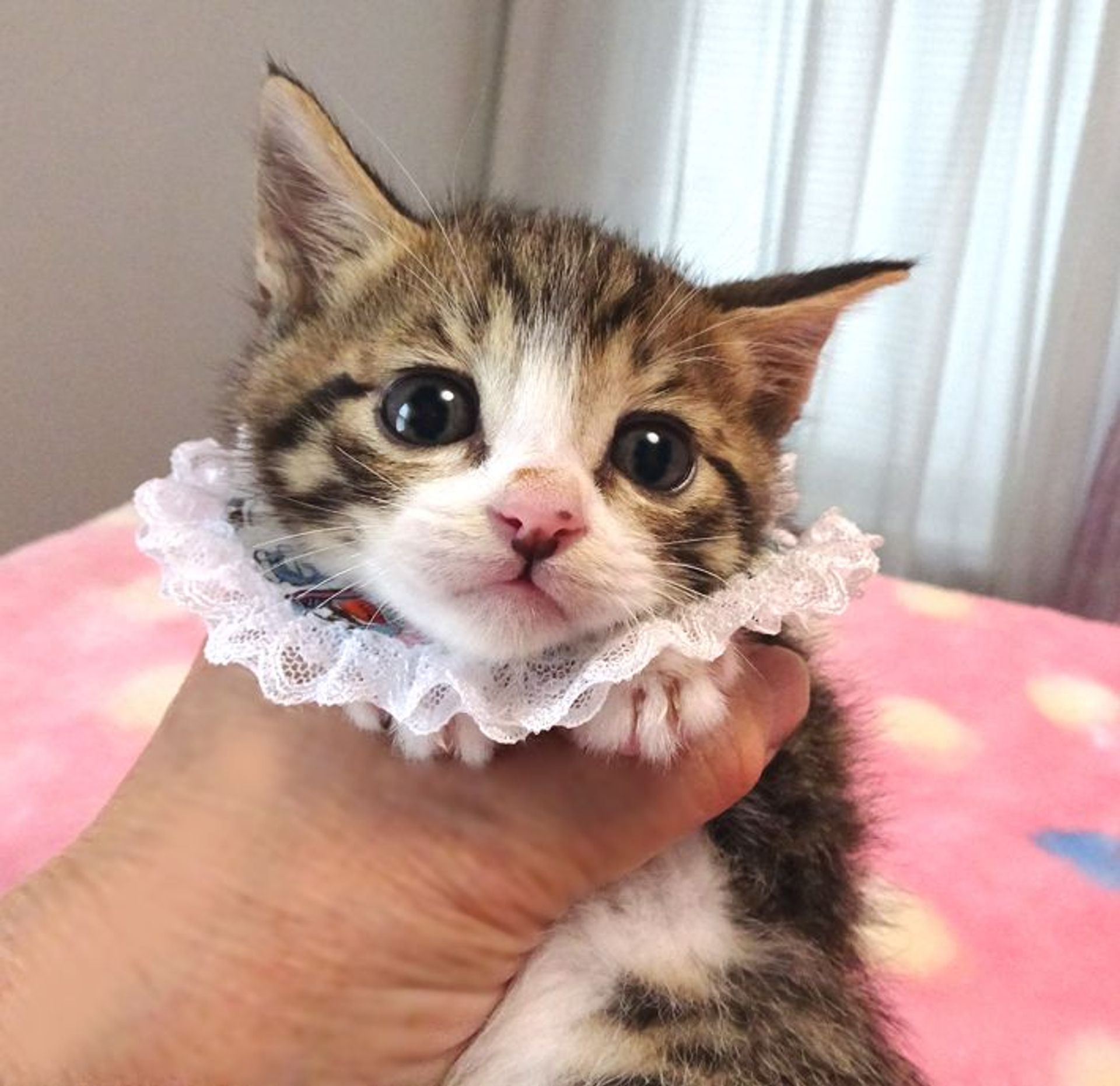 雑種（ミックス猫）・オスの里親募集の写真