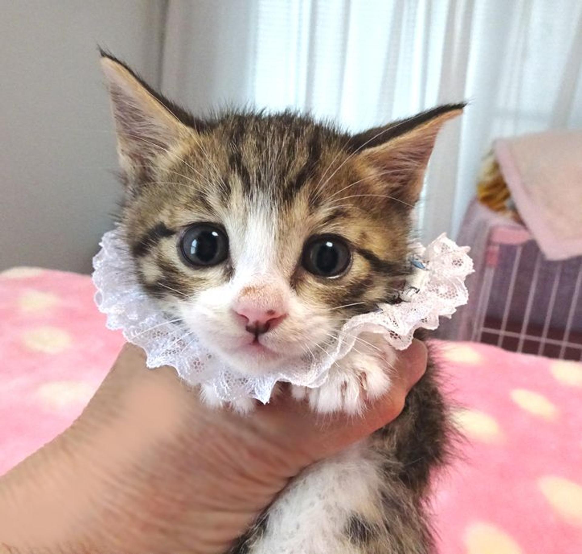 pet-image-2
