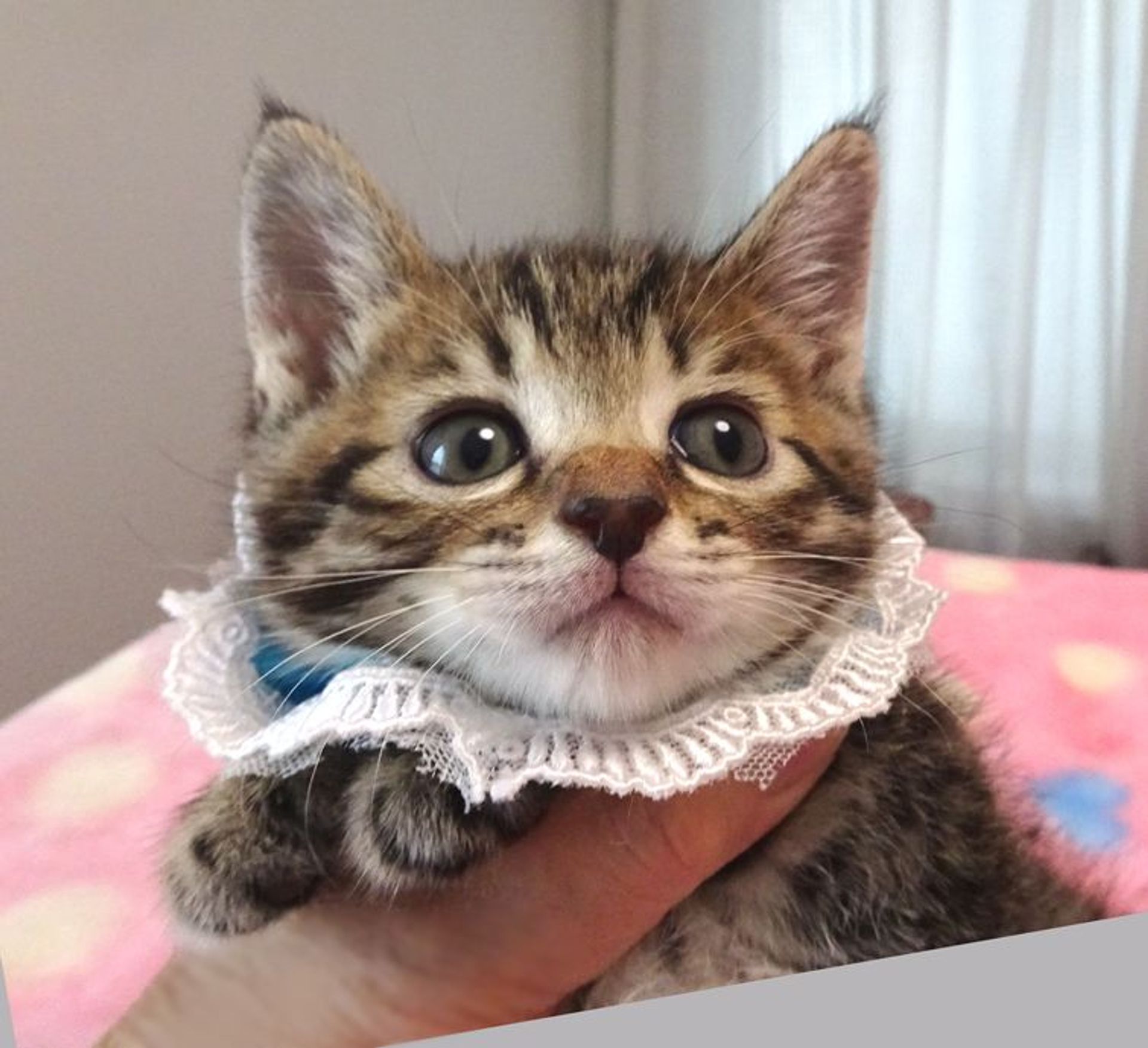 雑種（ミックス猫）・オスの里親募集の写真