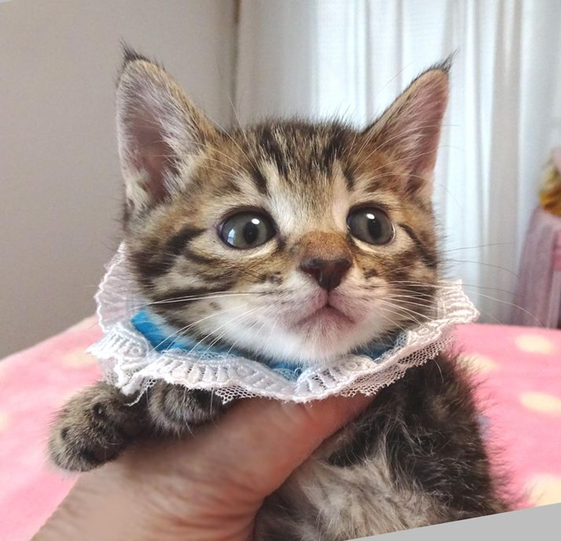 pet-image-2