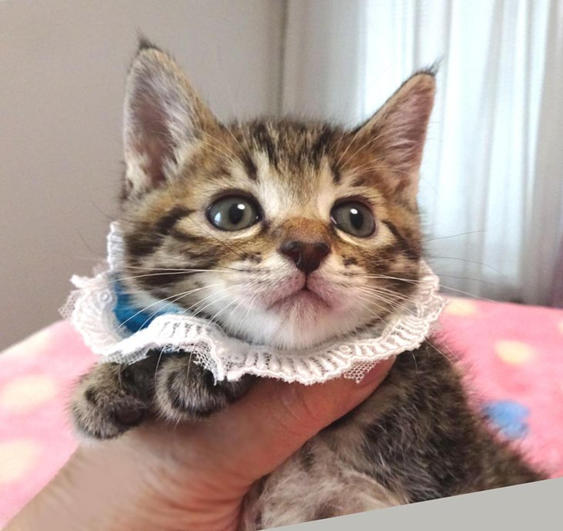 pet-image-4