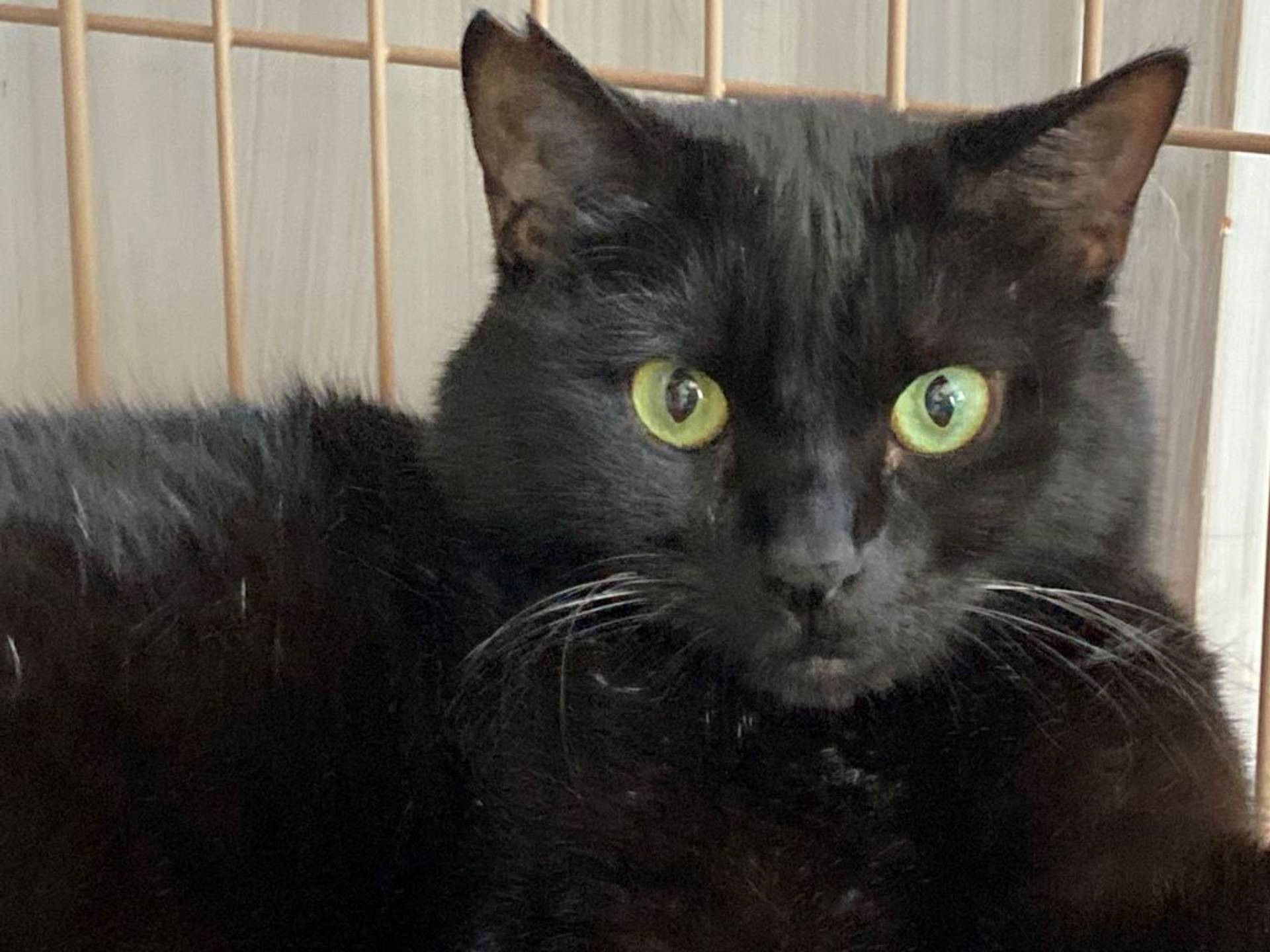 雑種（ミックス猫）・オスの里親募集の写真