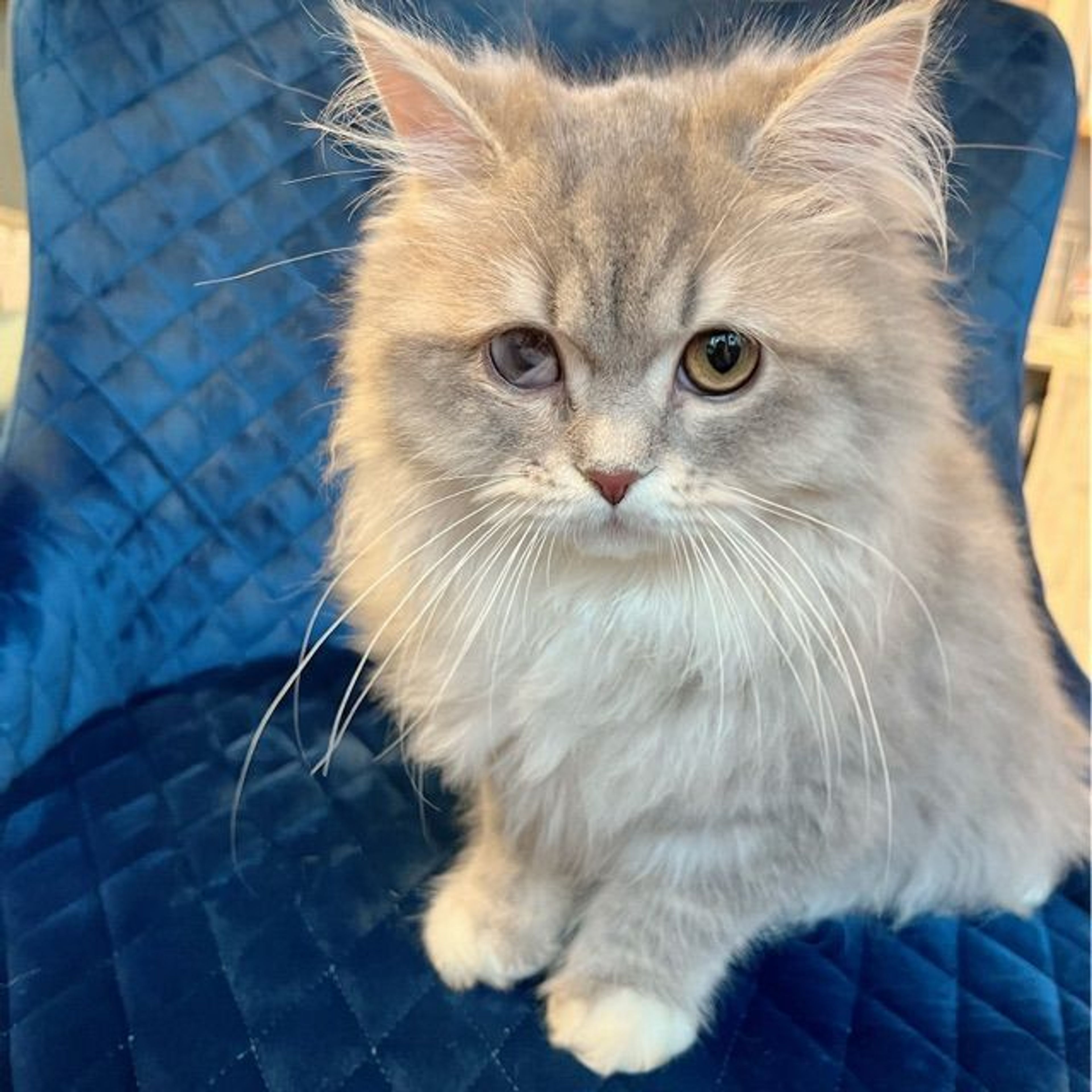 pet-image-4