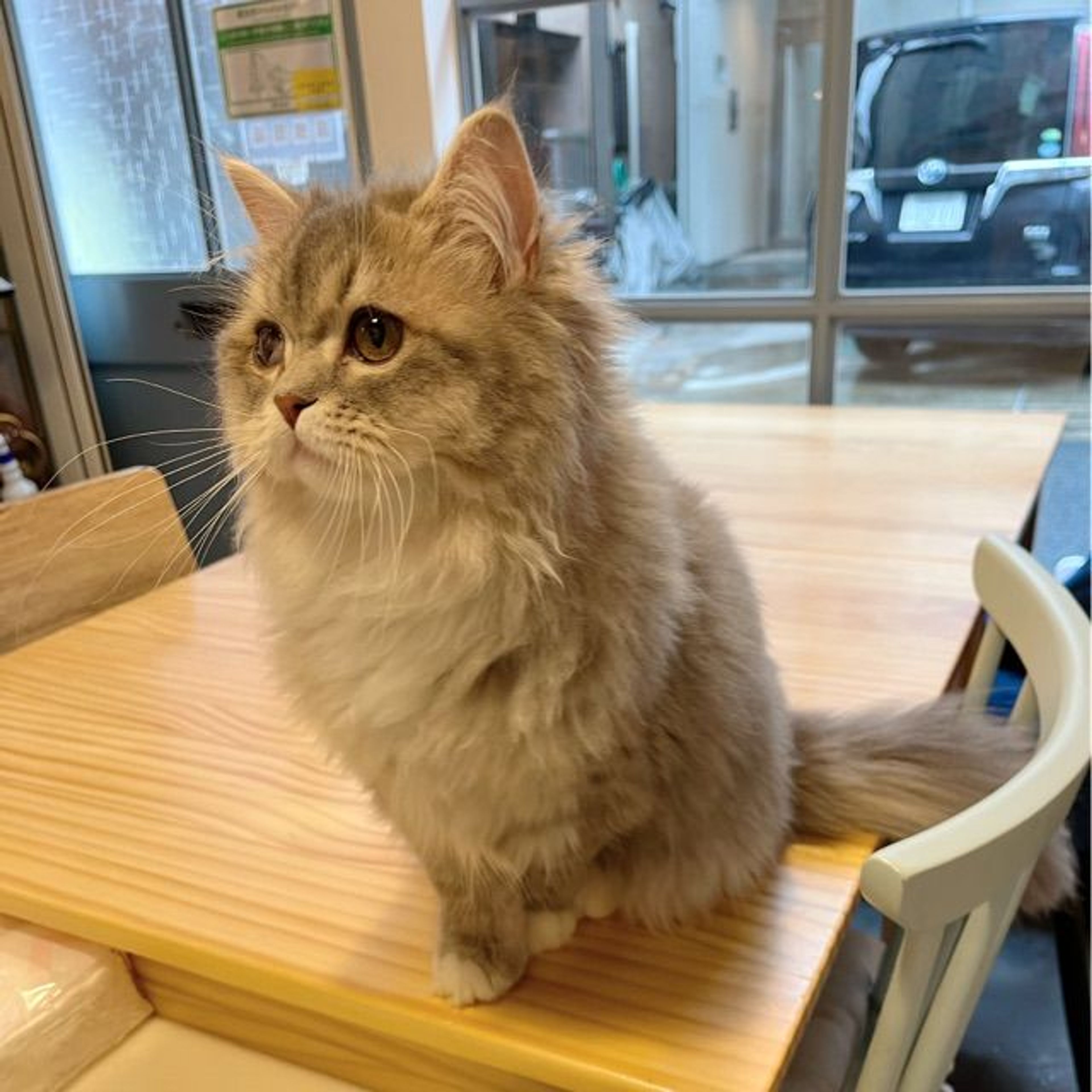 pet-image-5