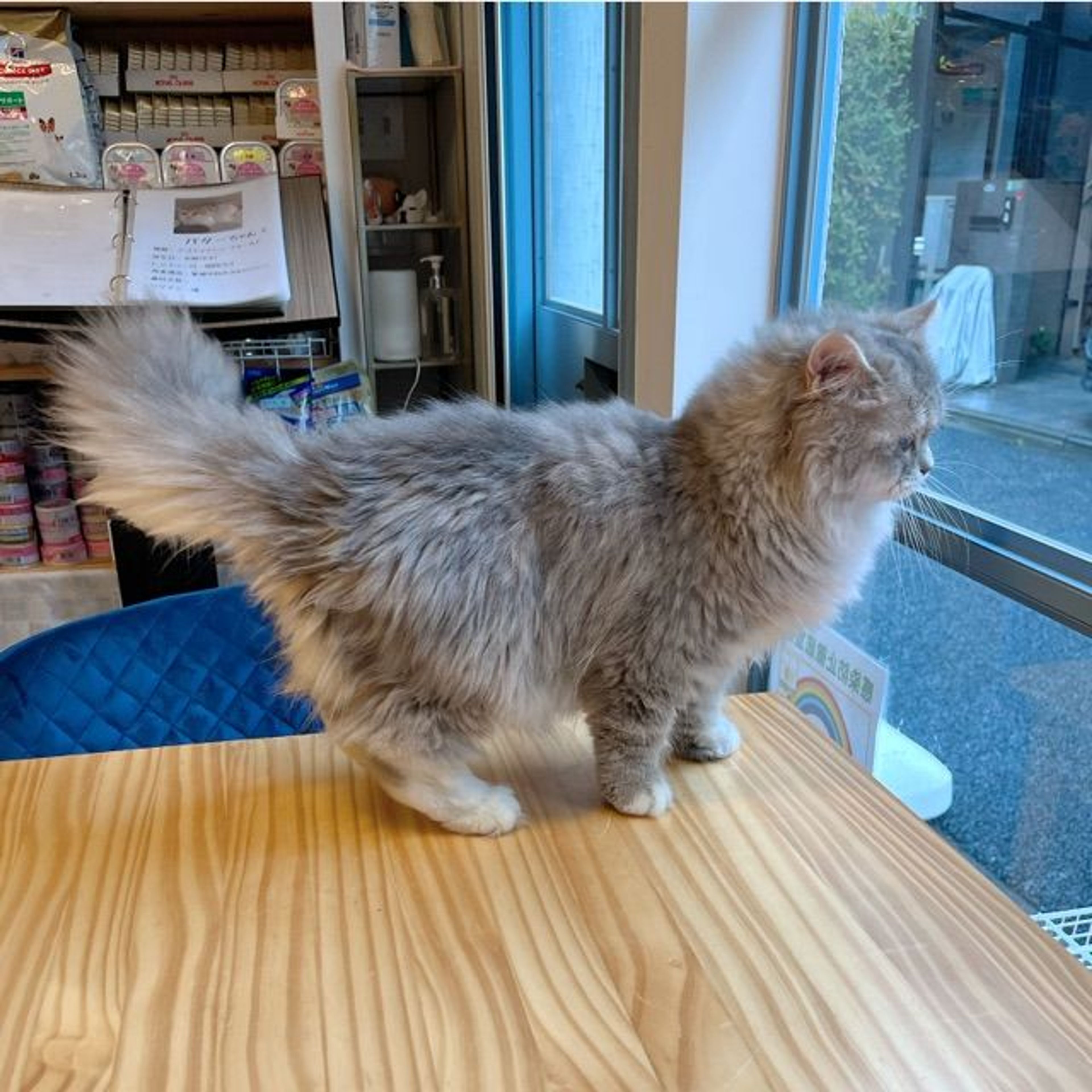 pet-image-6