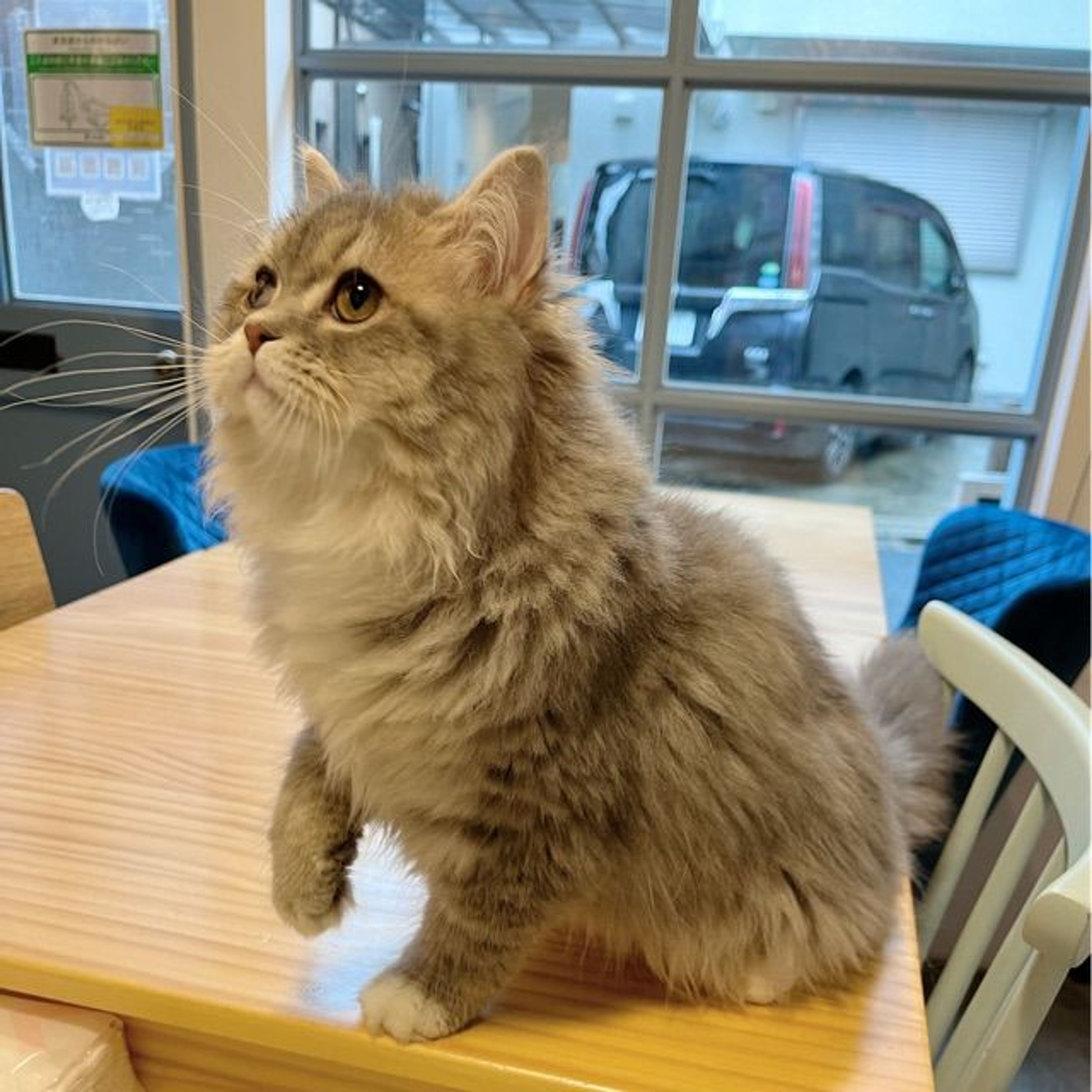 pet-image-7