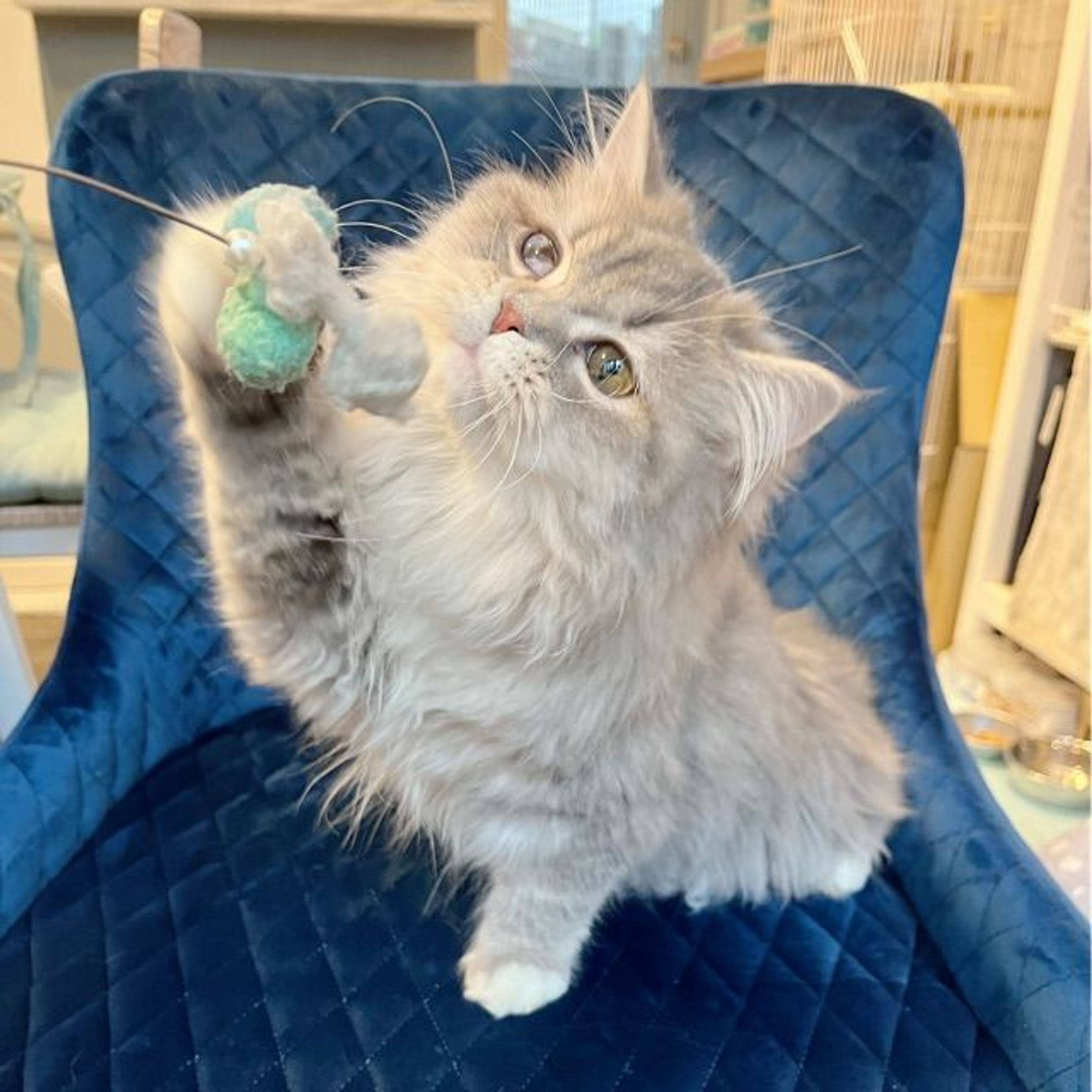 pet-image-8