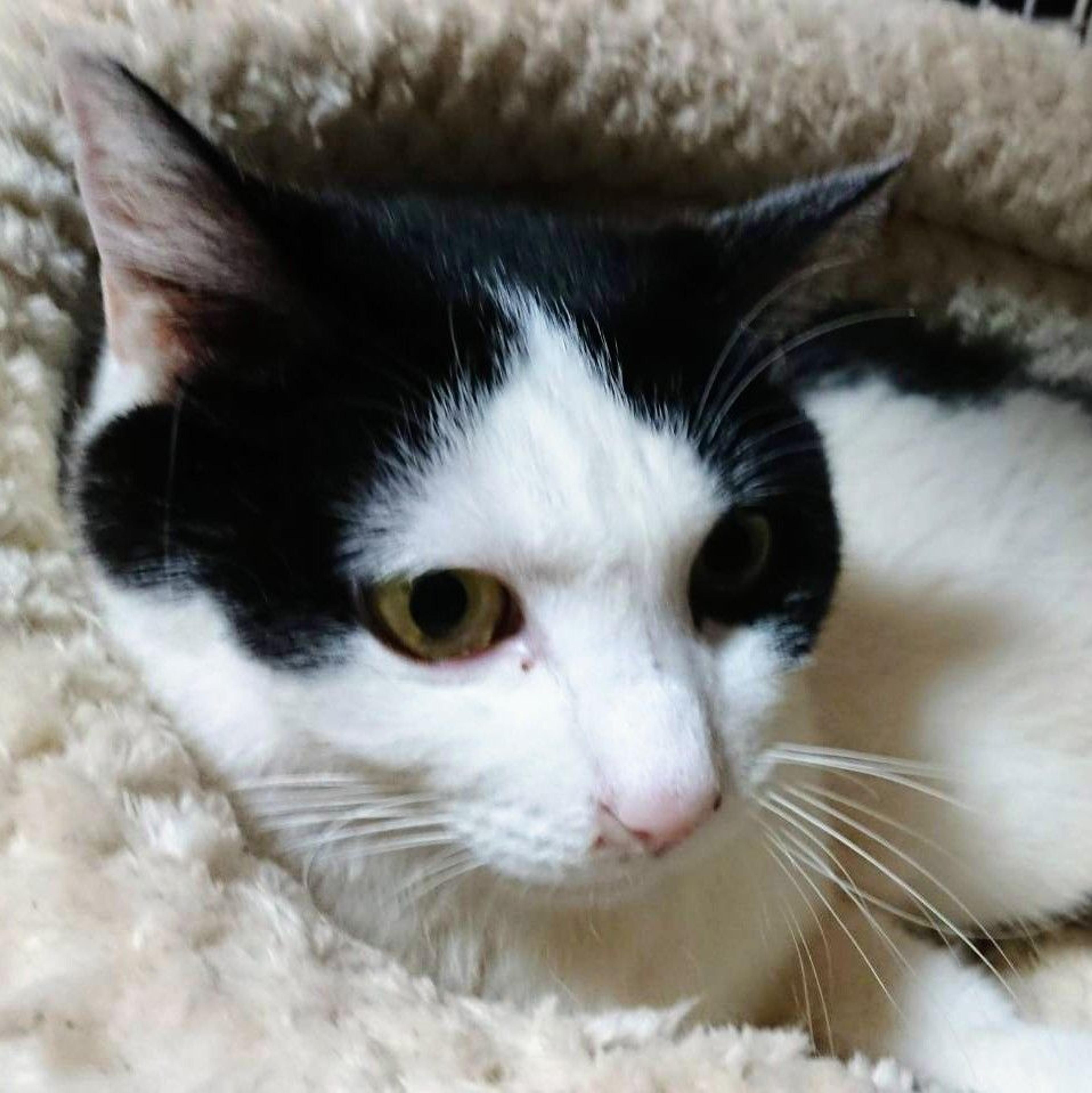 pet-image-4