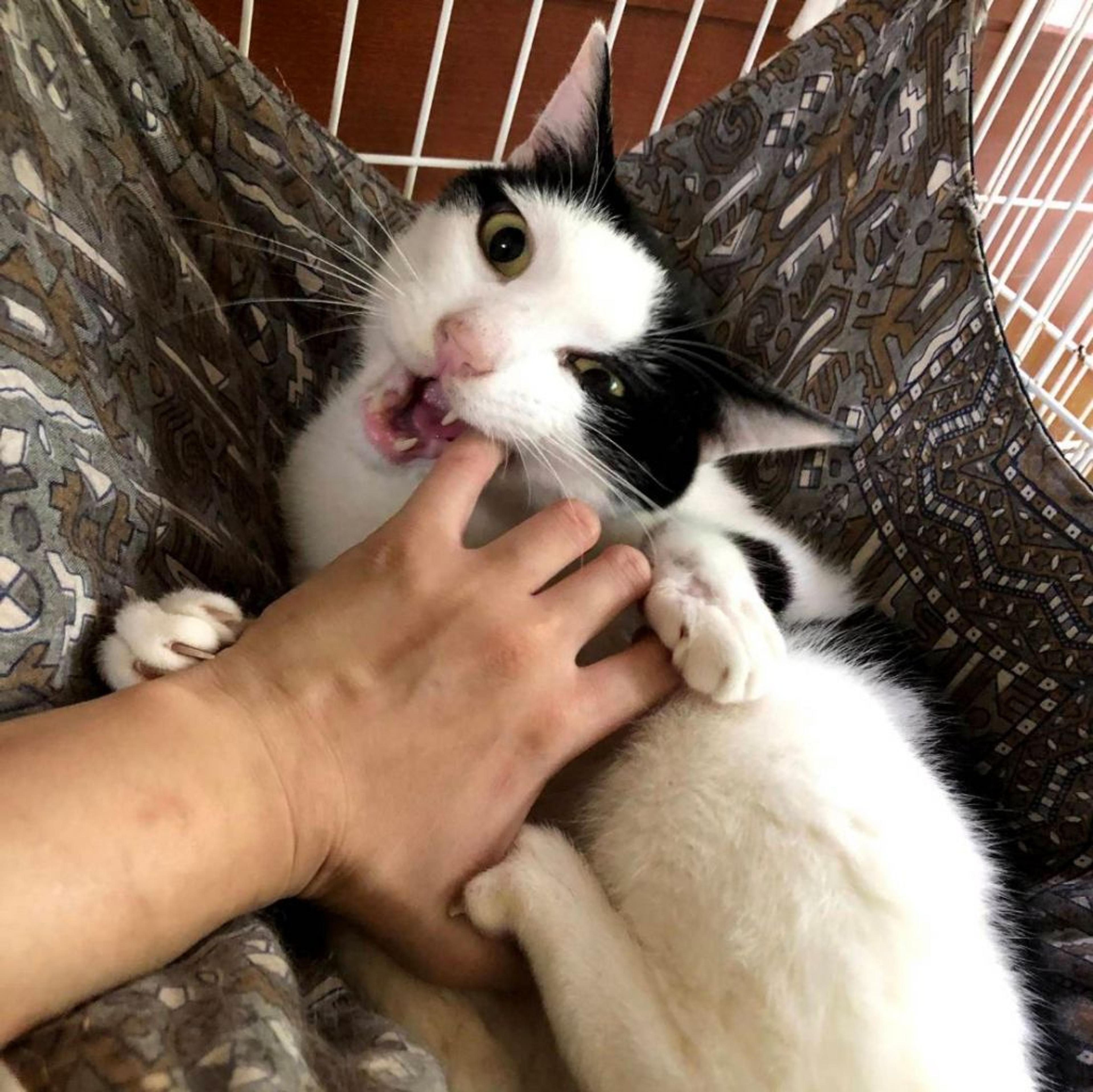 pet-image-3