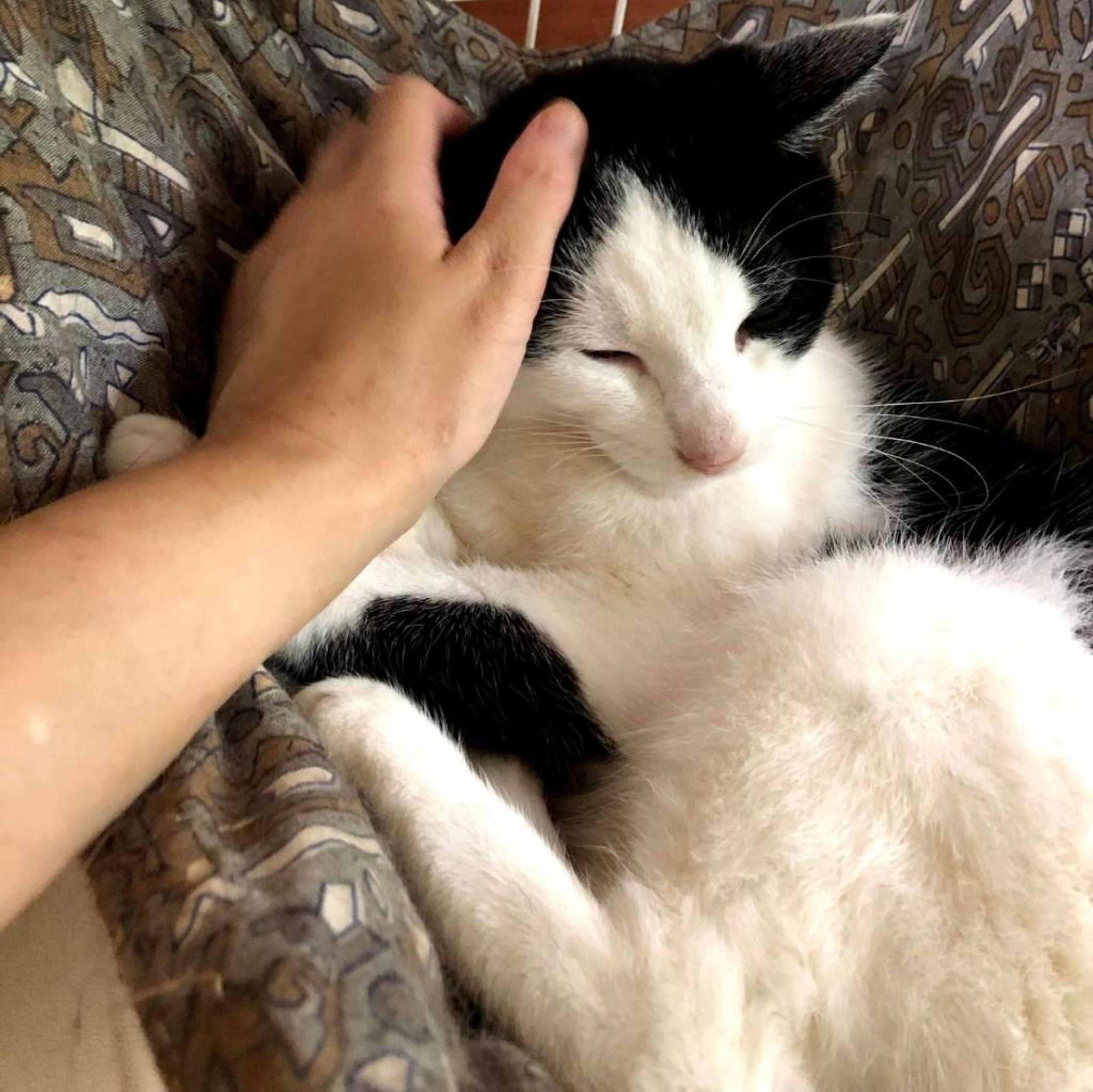 pet-image-5