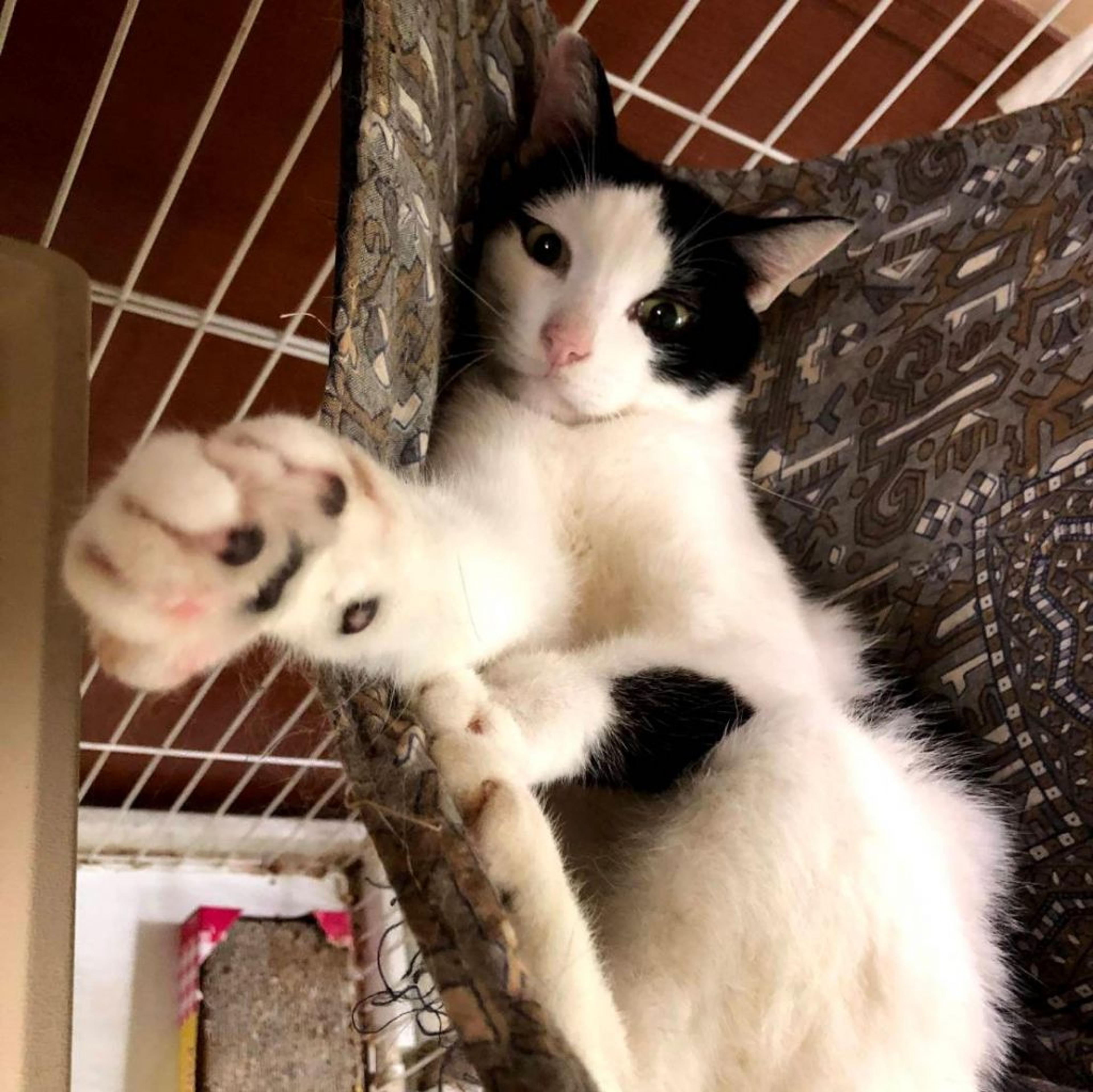 pet-image-6