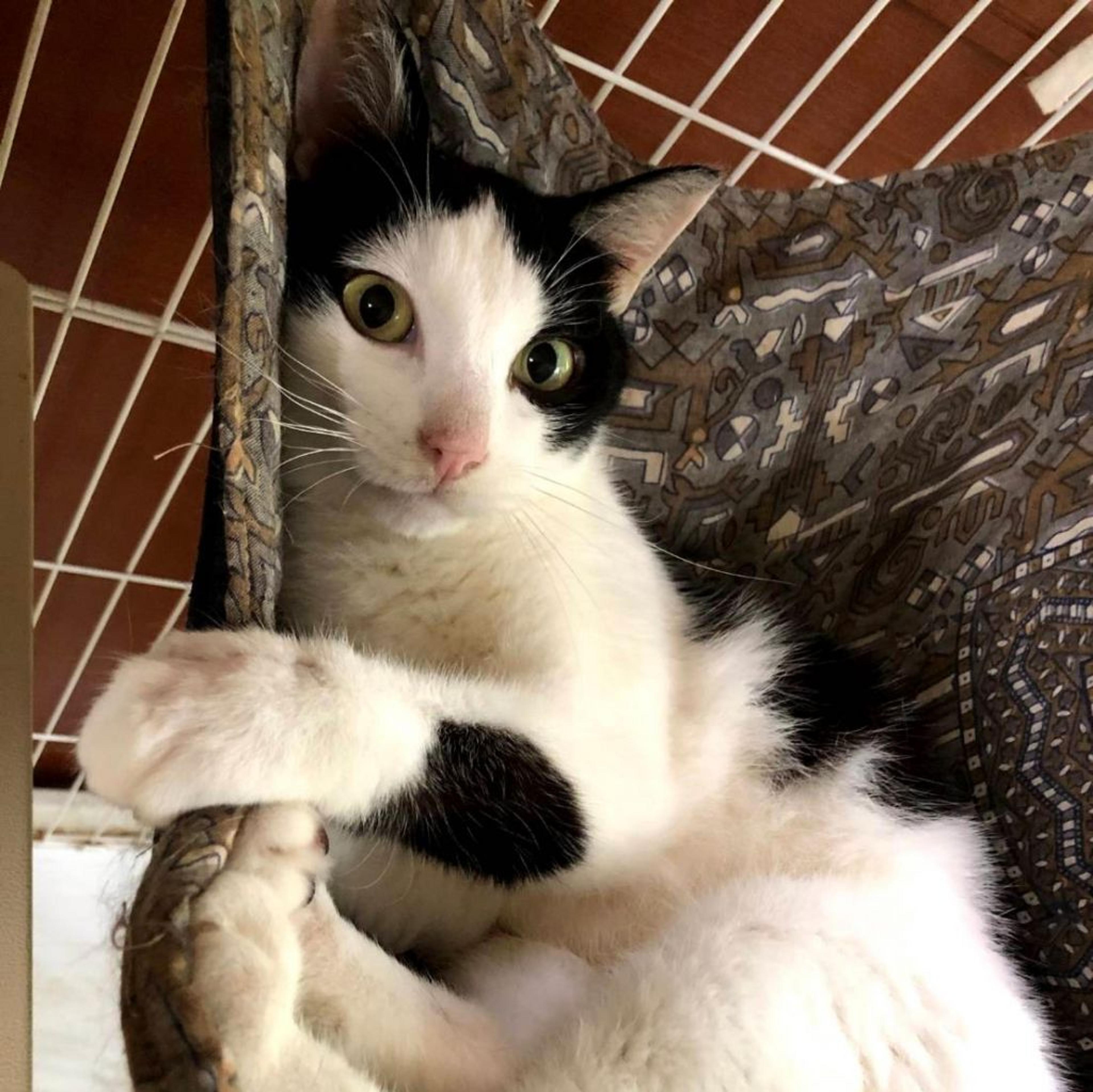 pet-image-7