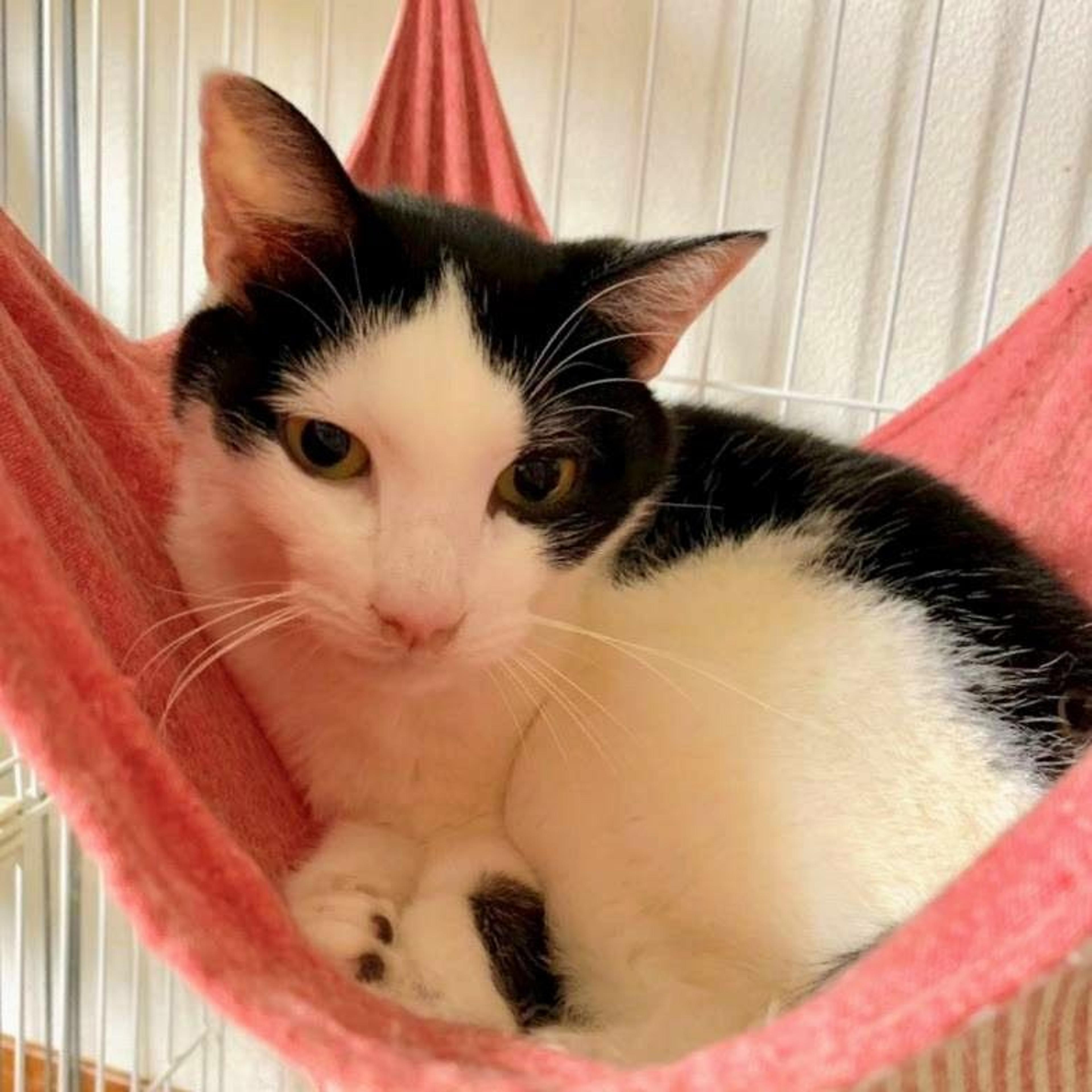 pet-image-8