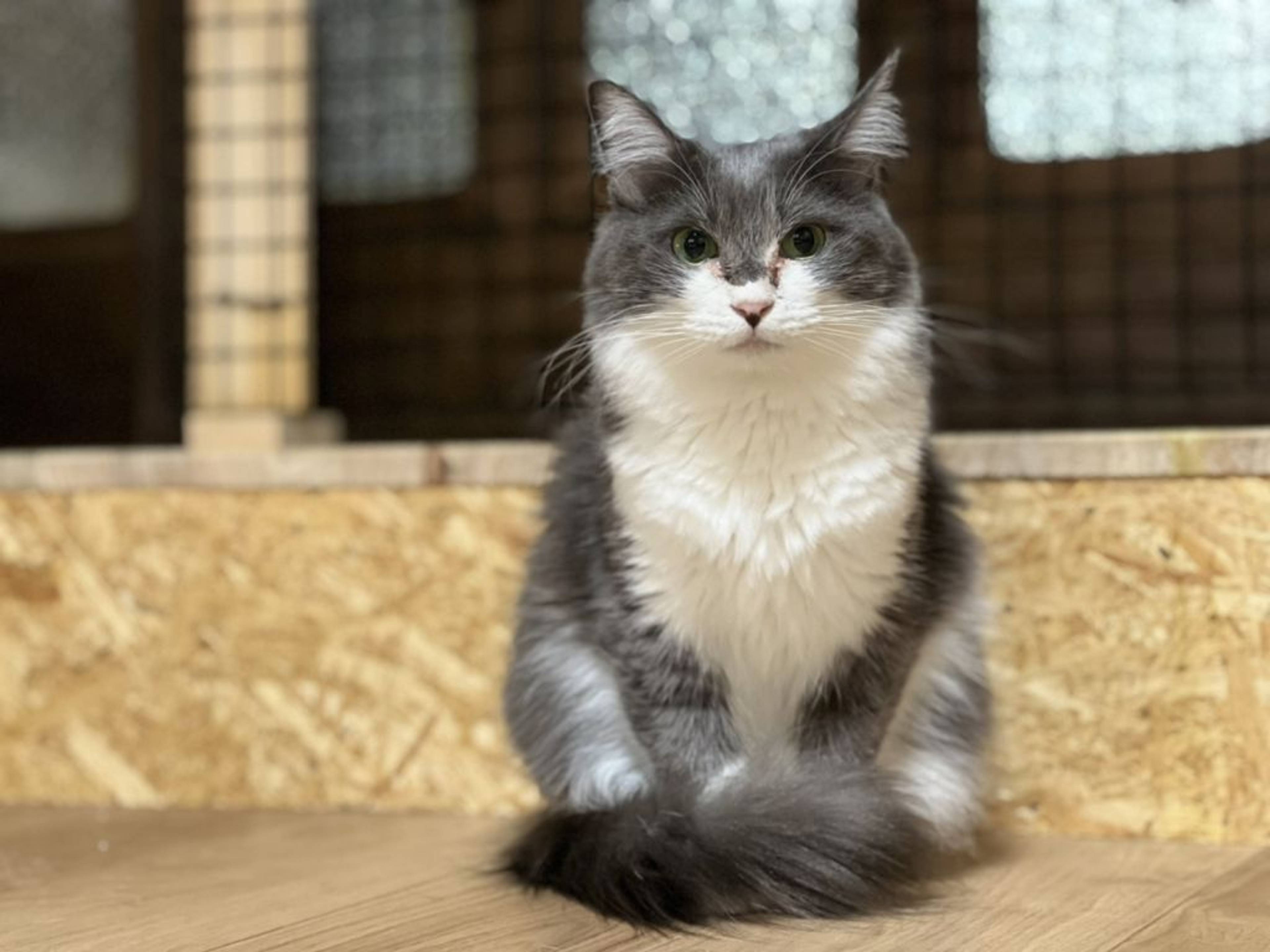 雑種（ミックス猫）・メスの里親募集の写真