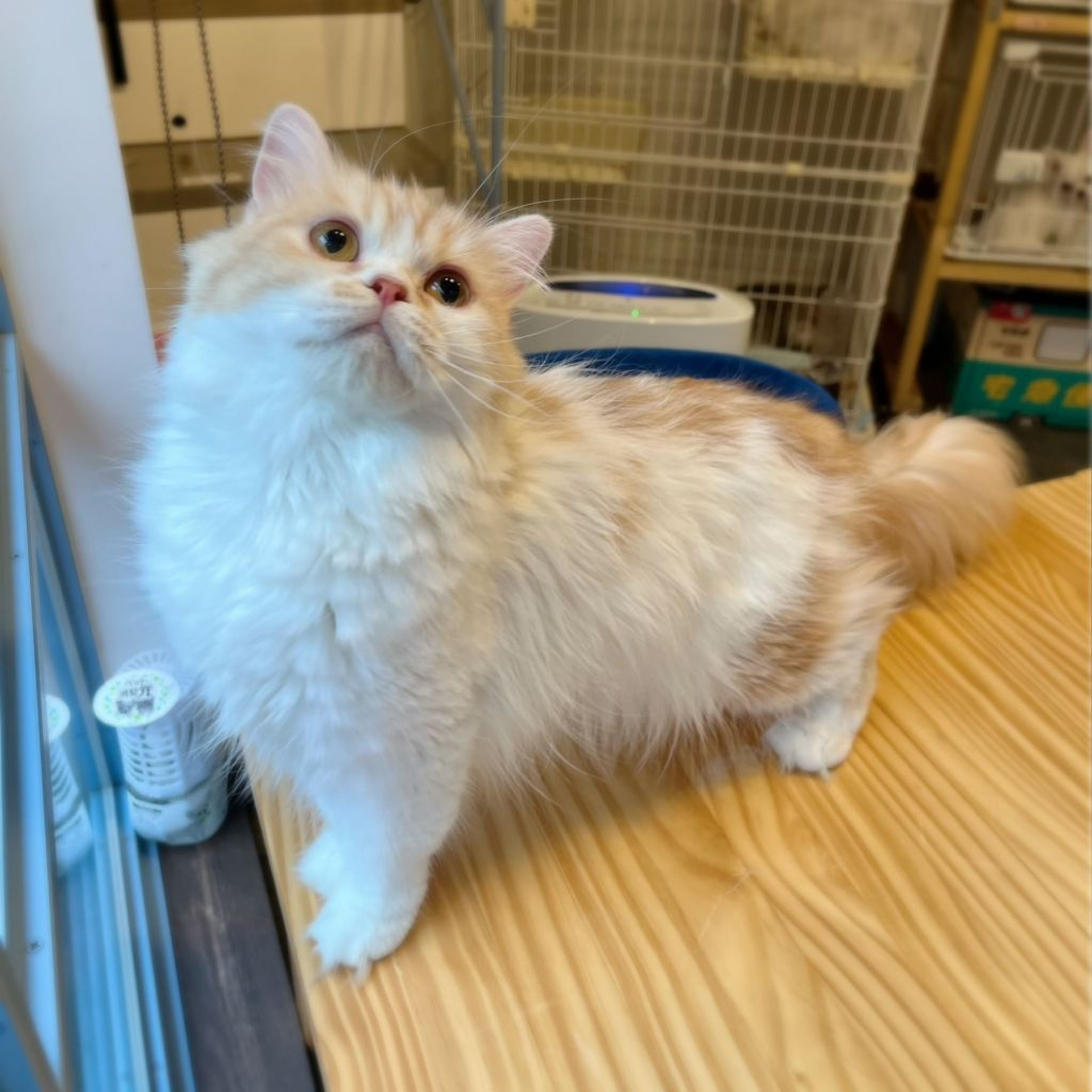 pet-image-2