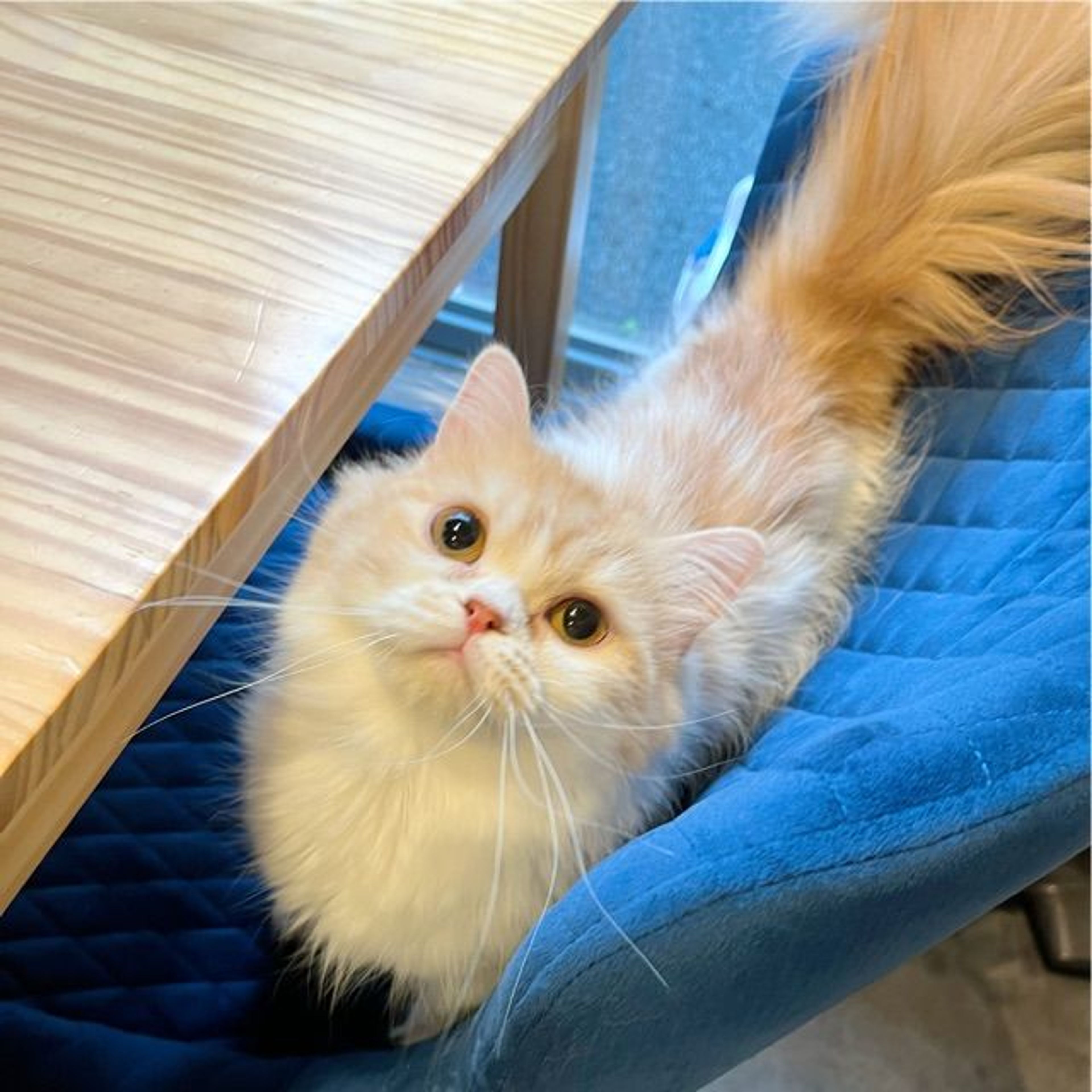 pet-image-3