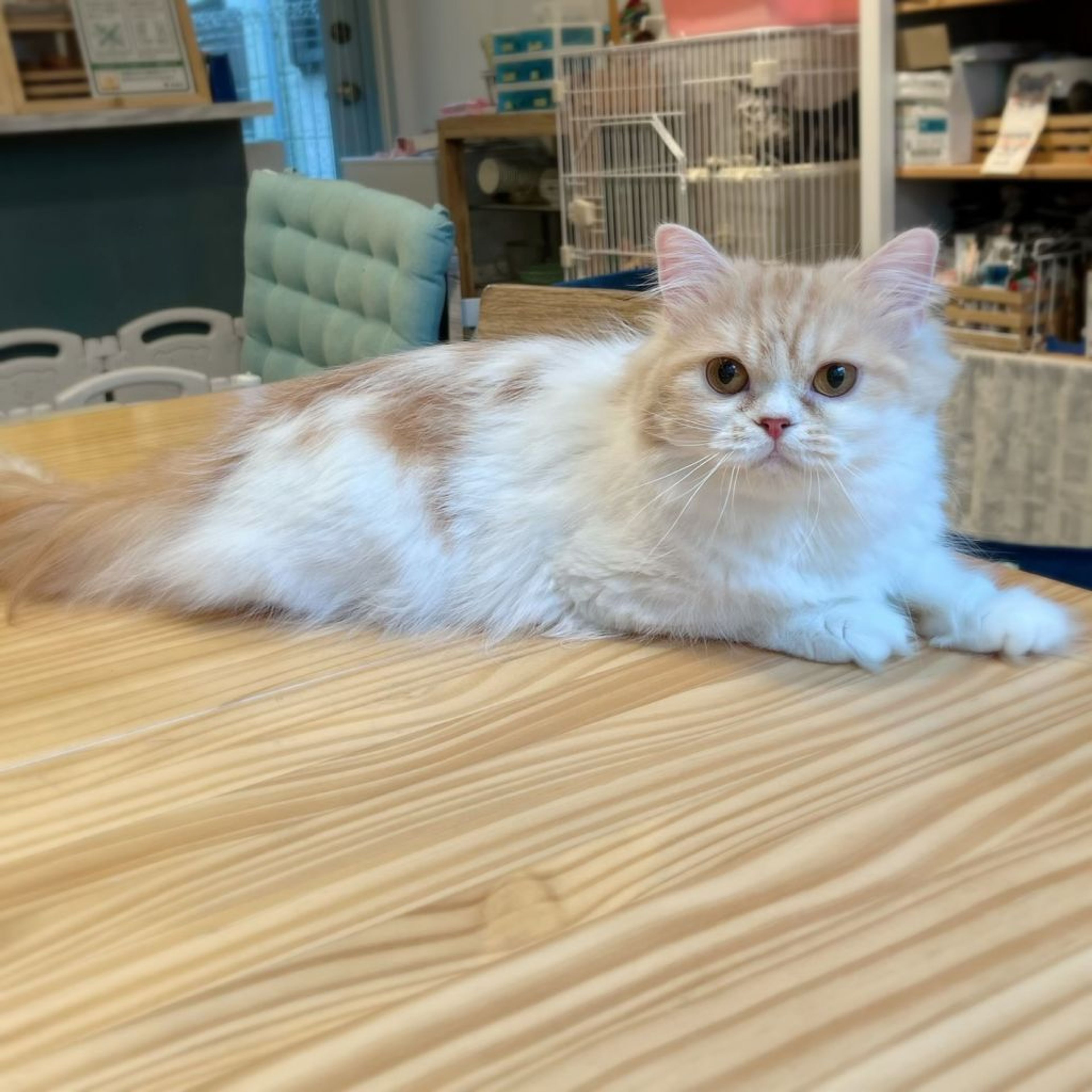 pet-image-4