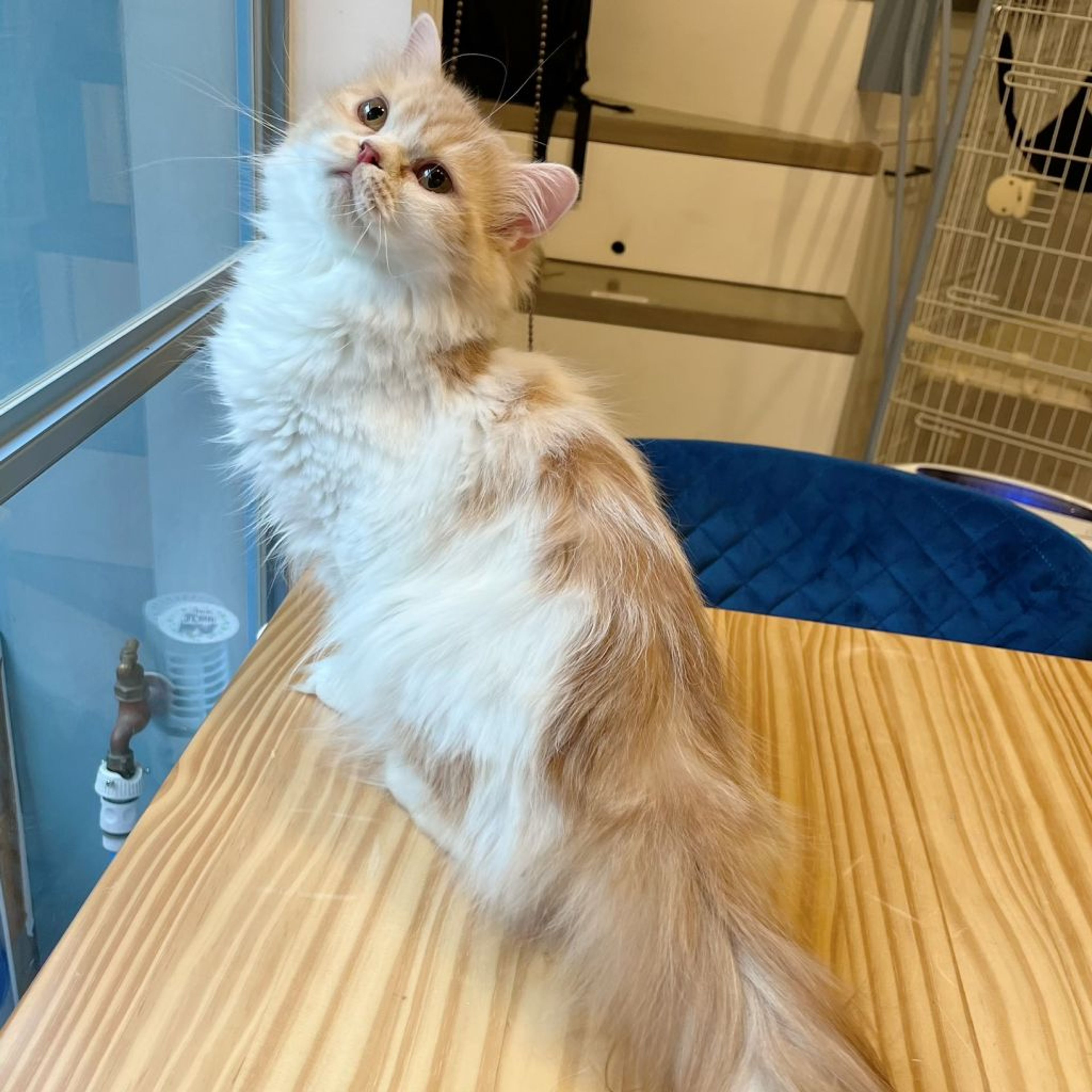 pet-image-5