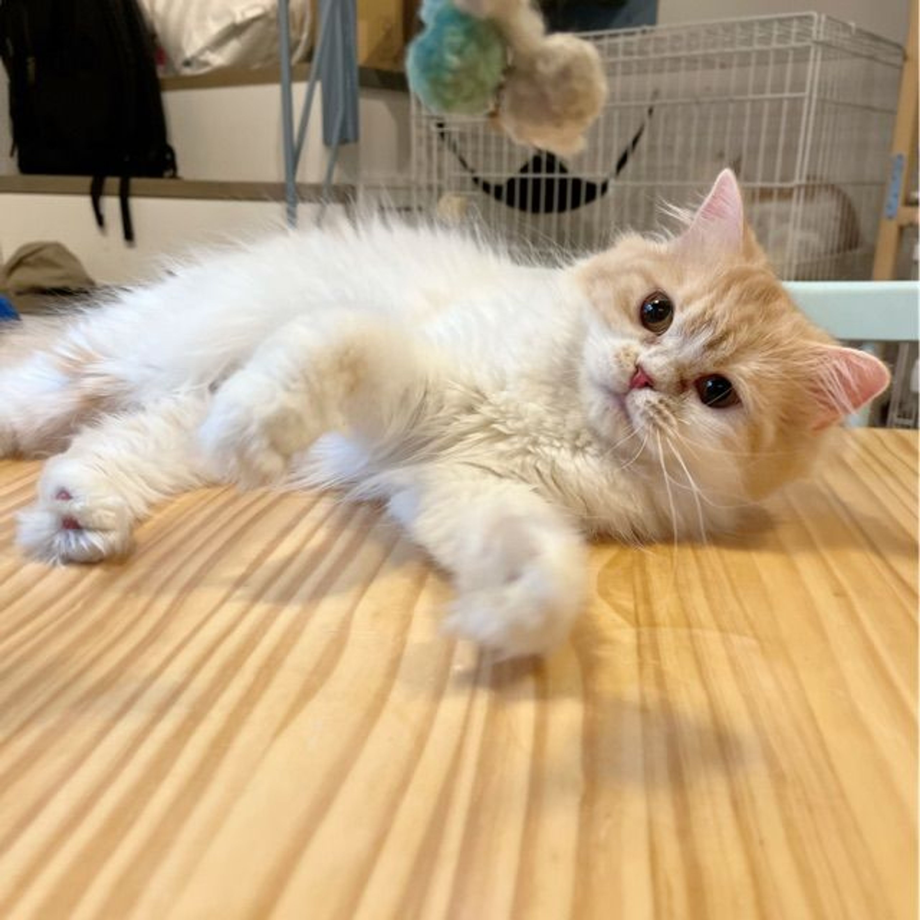 pet-image-6