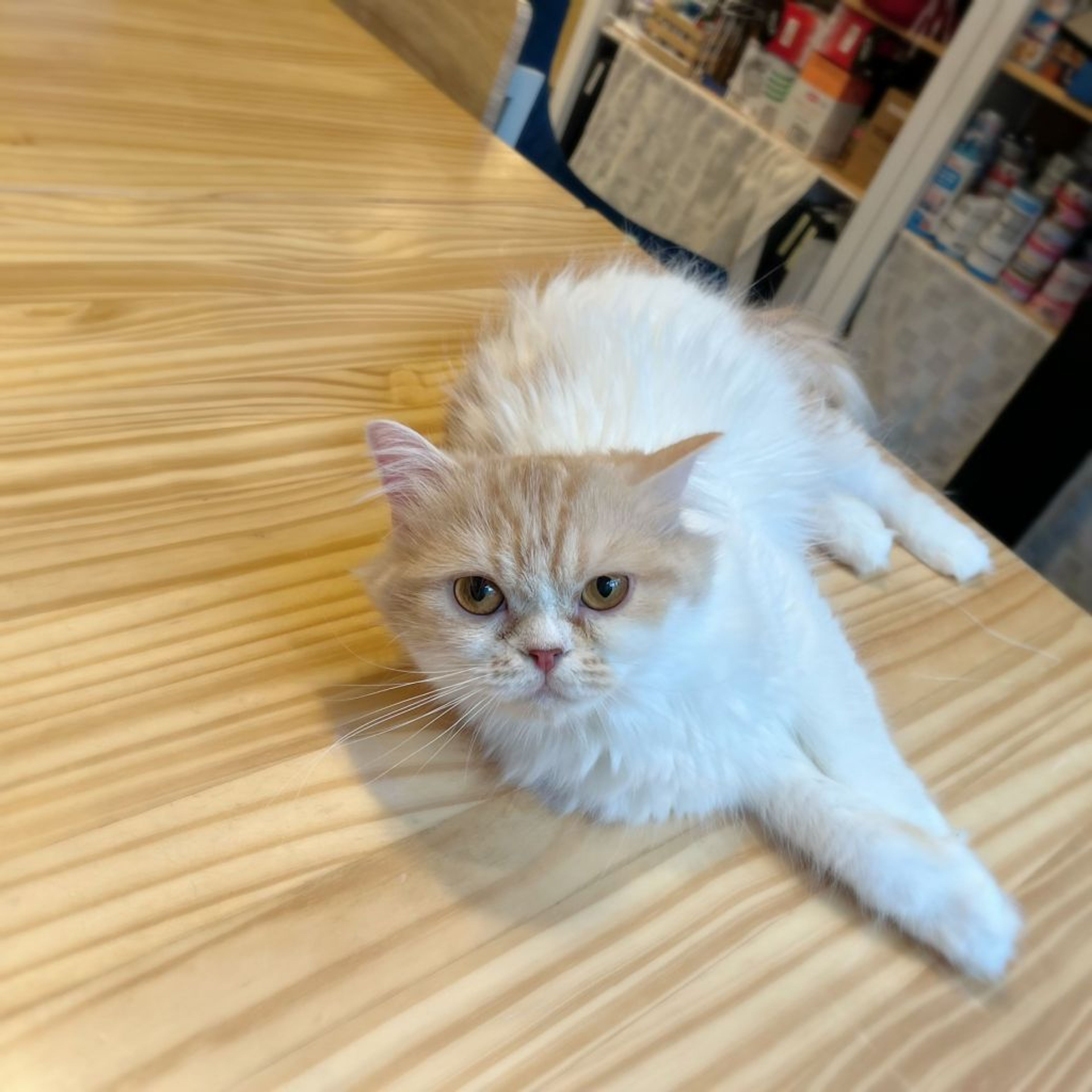 pet-image-7