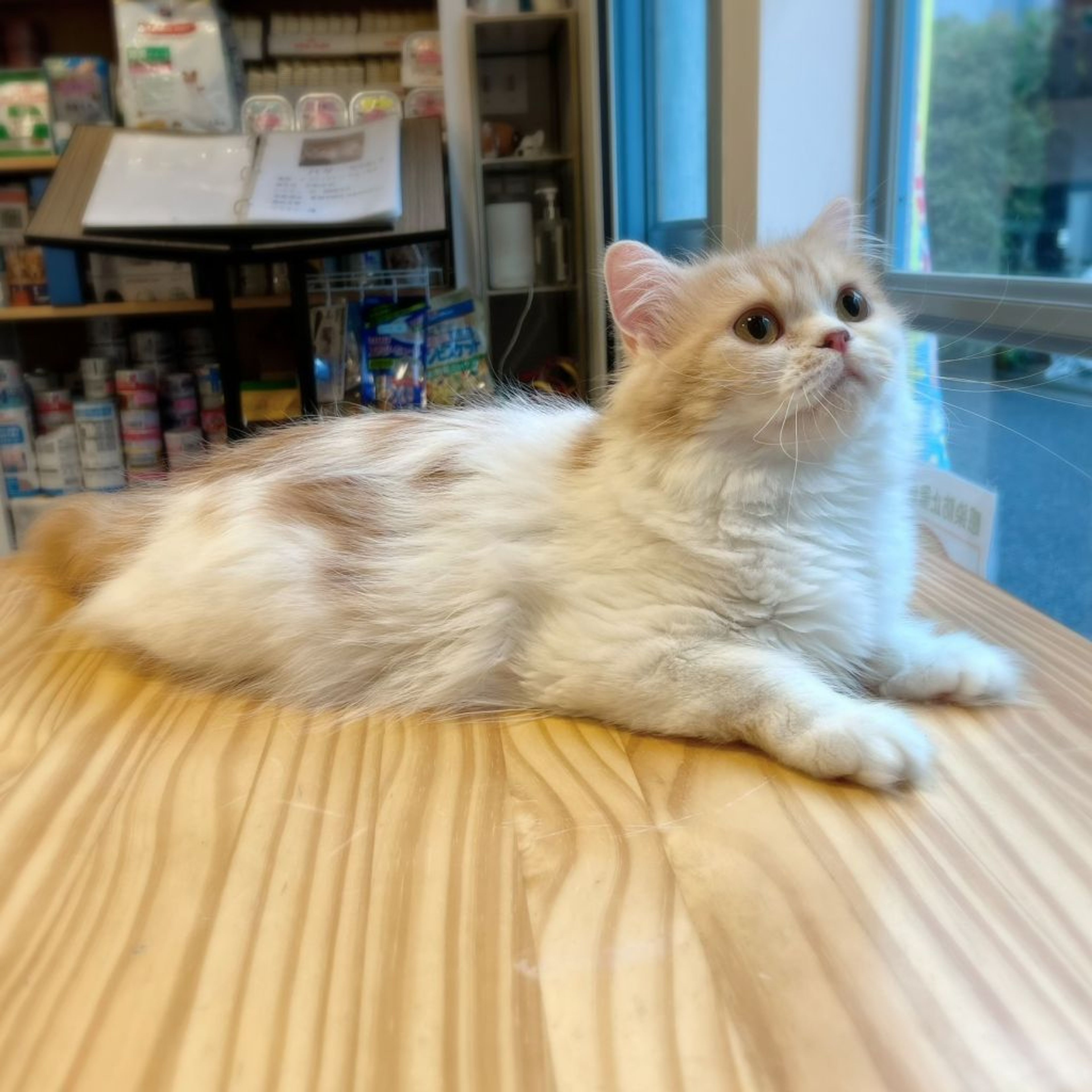 pet-image-8