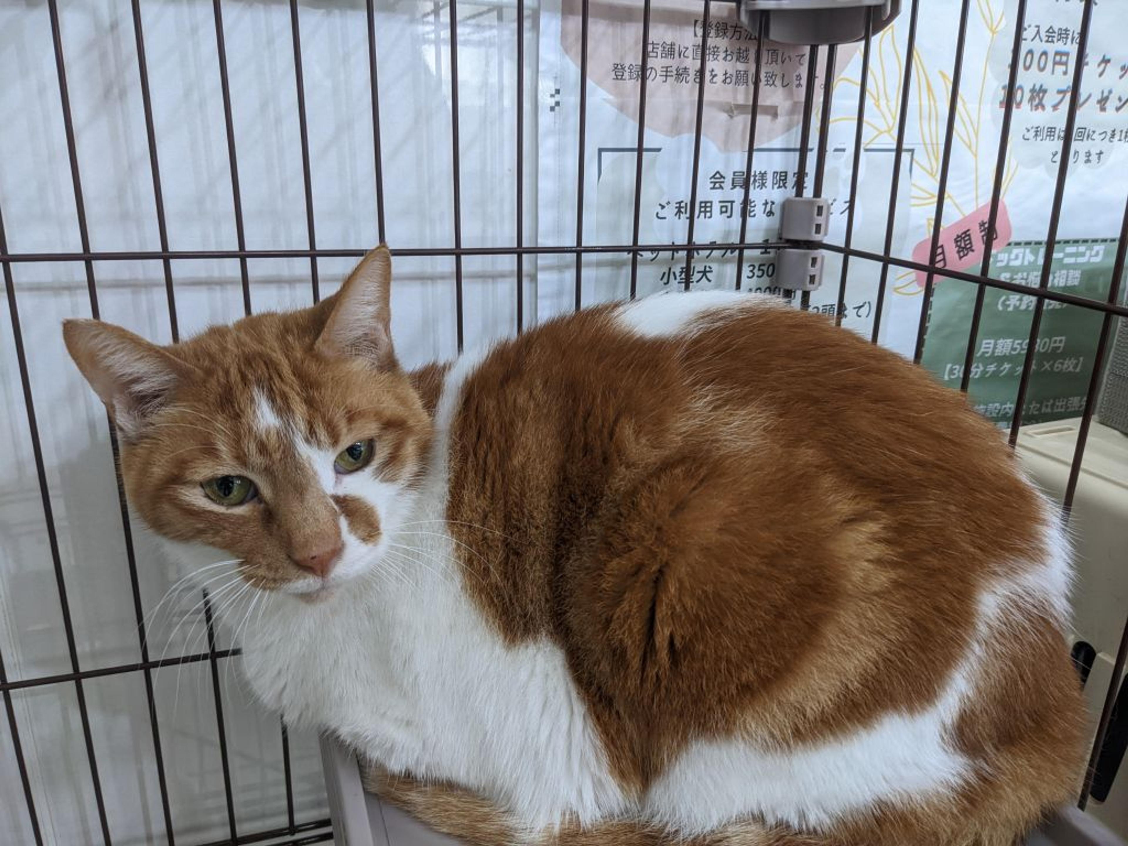 pet-image-2