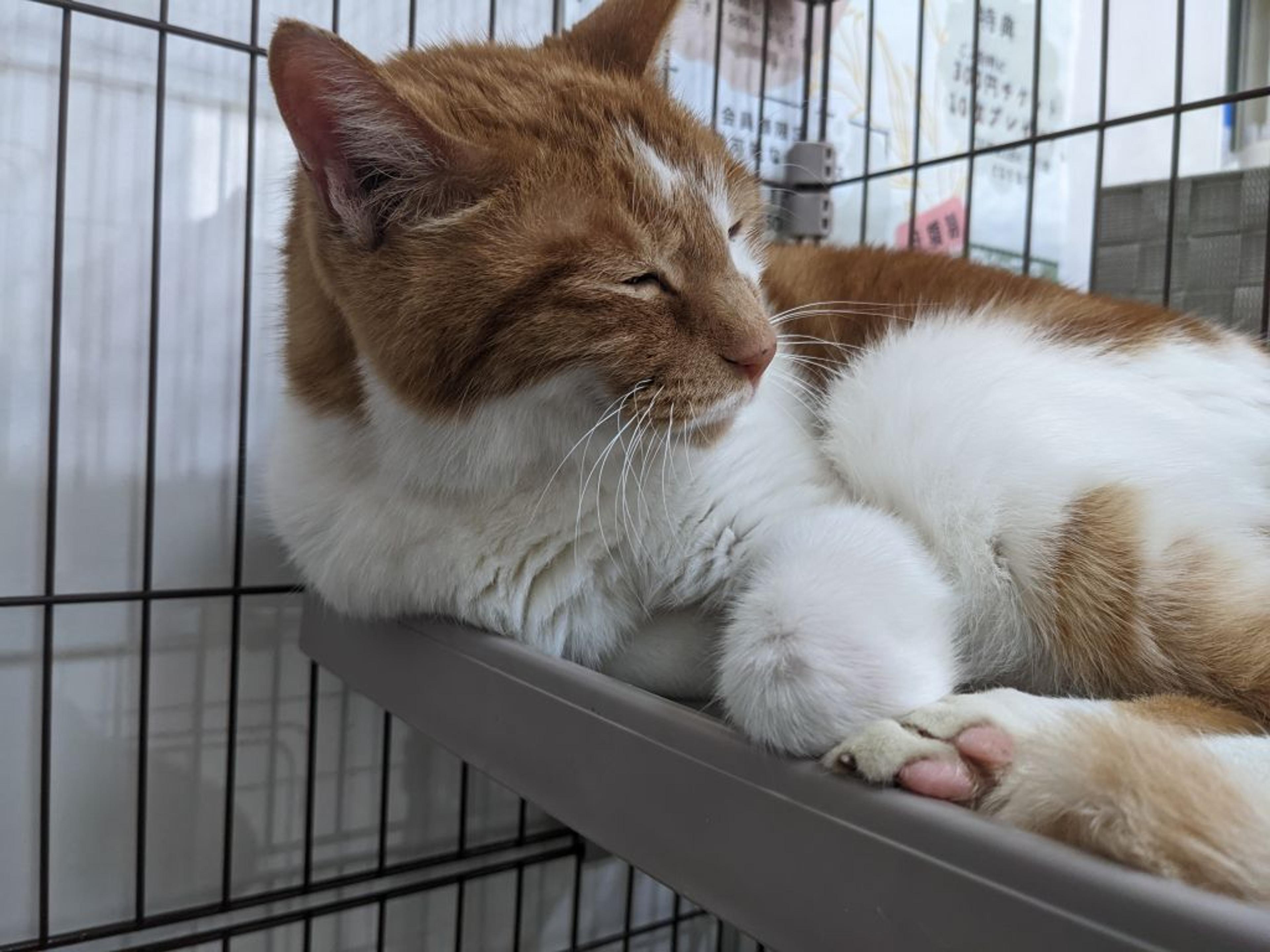 pet-image-3