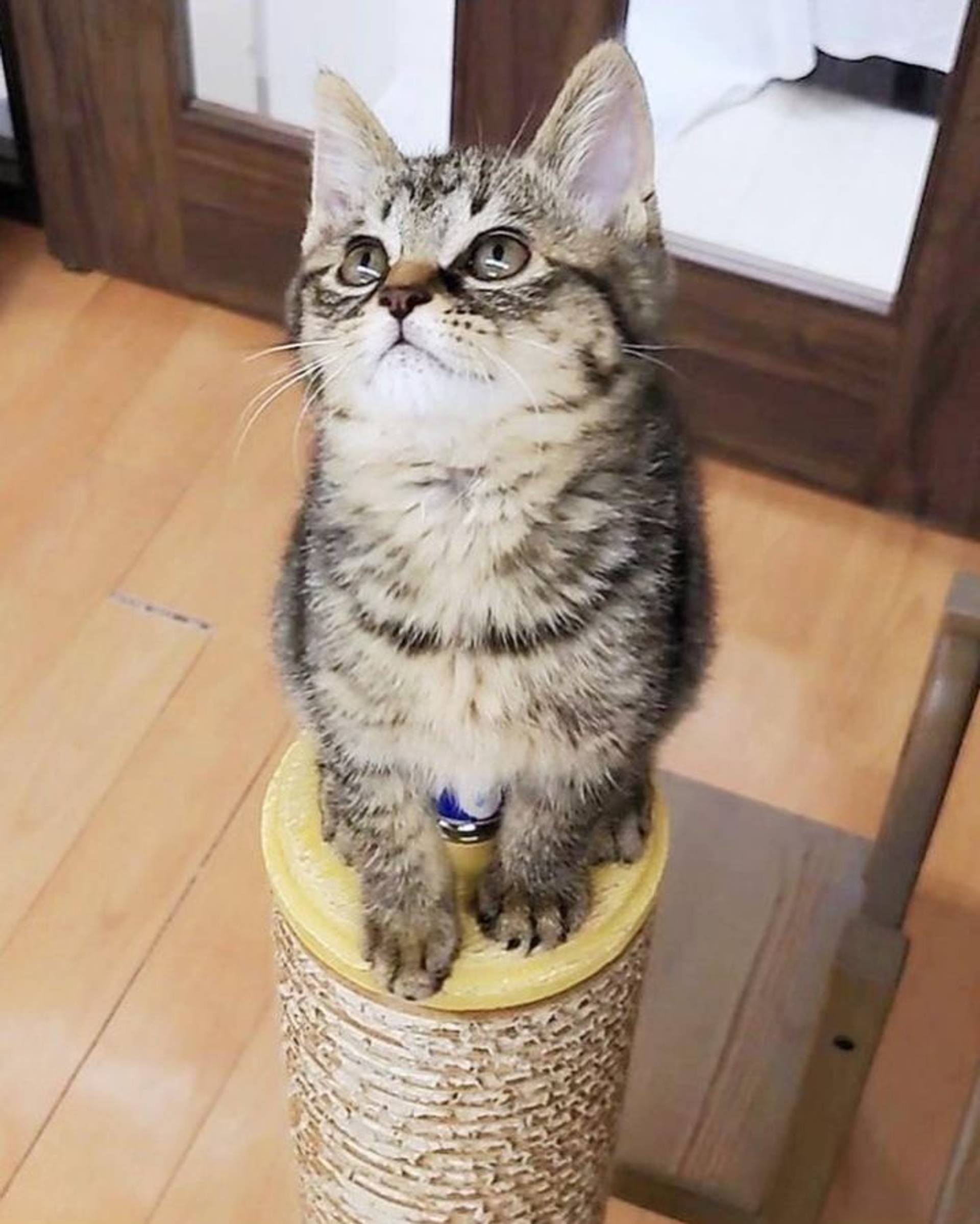 雑種（ミックス猫）・メスの里親募集の写真