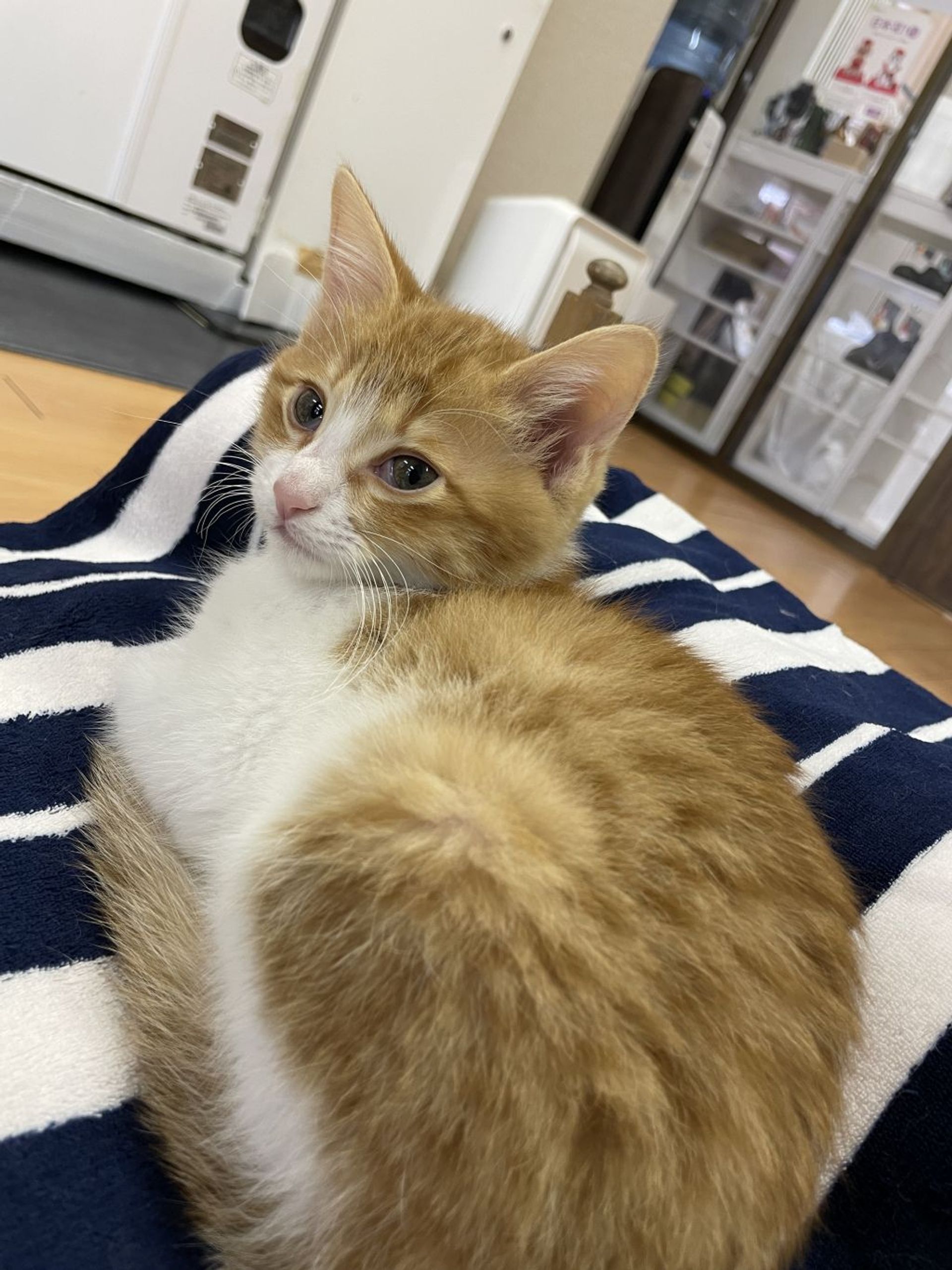 雑種（ミックス猫）・オスの里親募集の写真