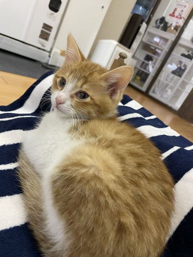 ふじの写真