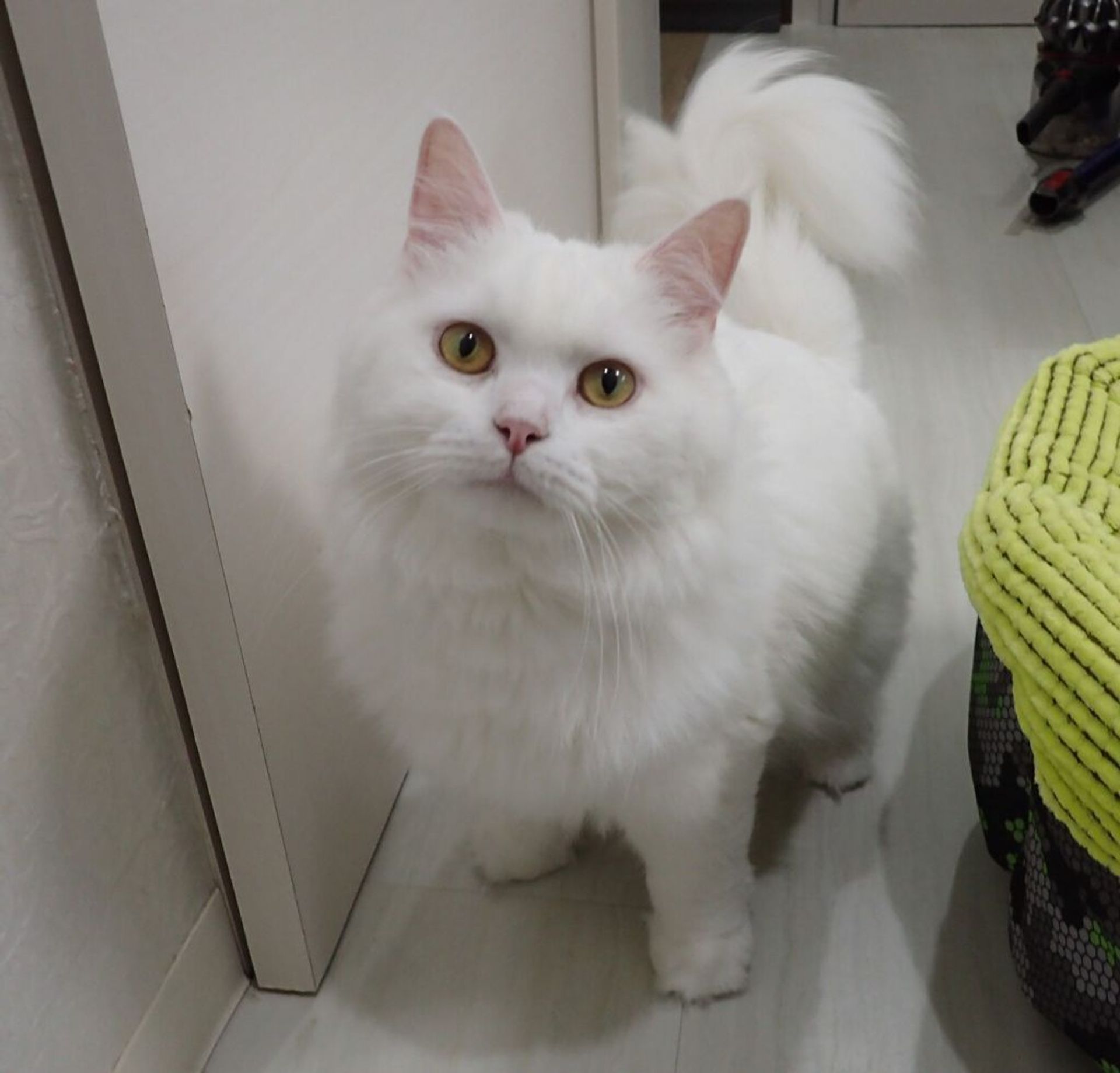 雑種（ミックス猫）・オスの里親募集の写真