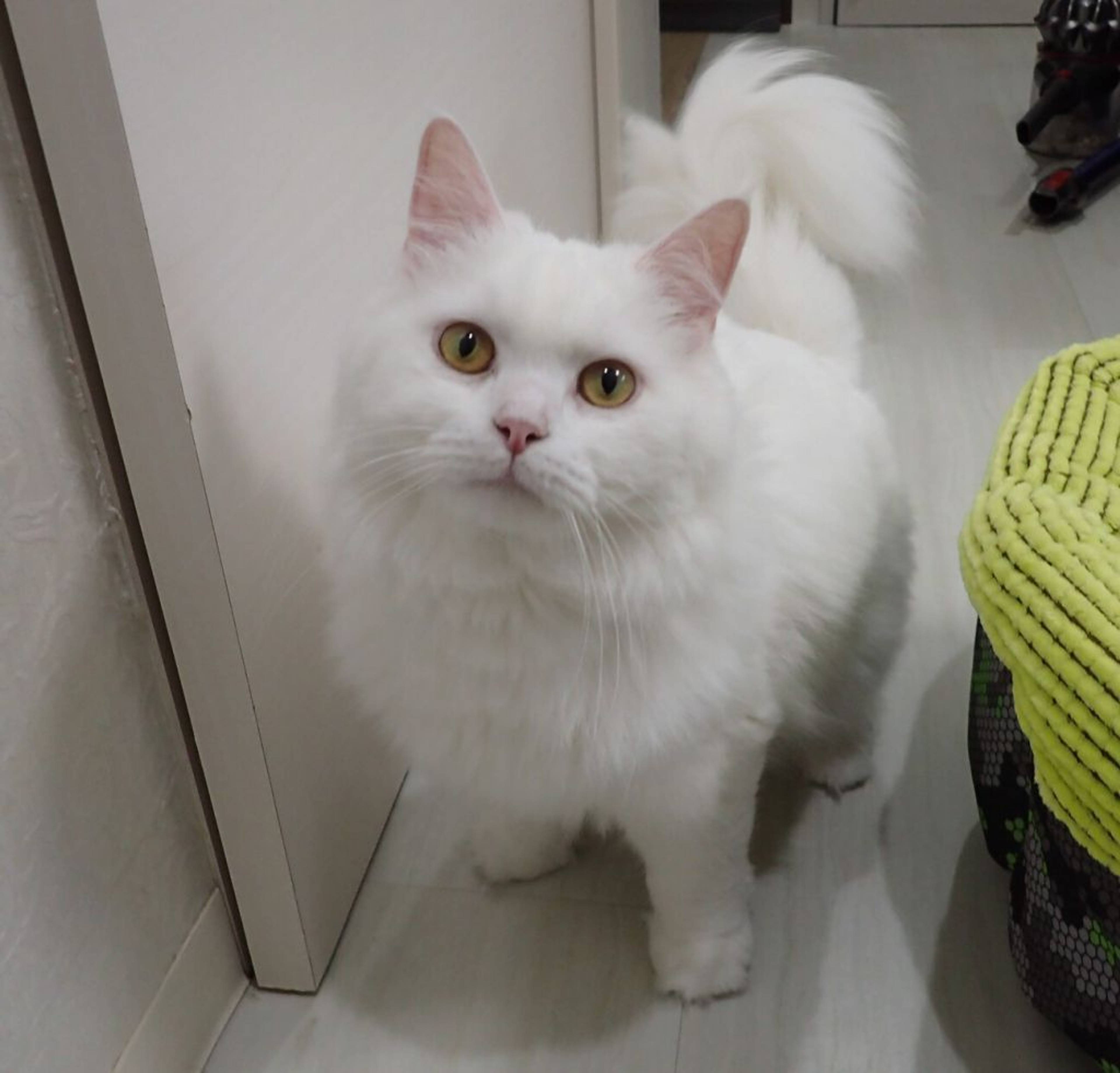 雑種（ミックス猫）・オスの里親募集の写真