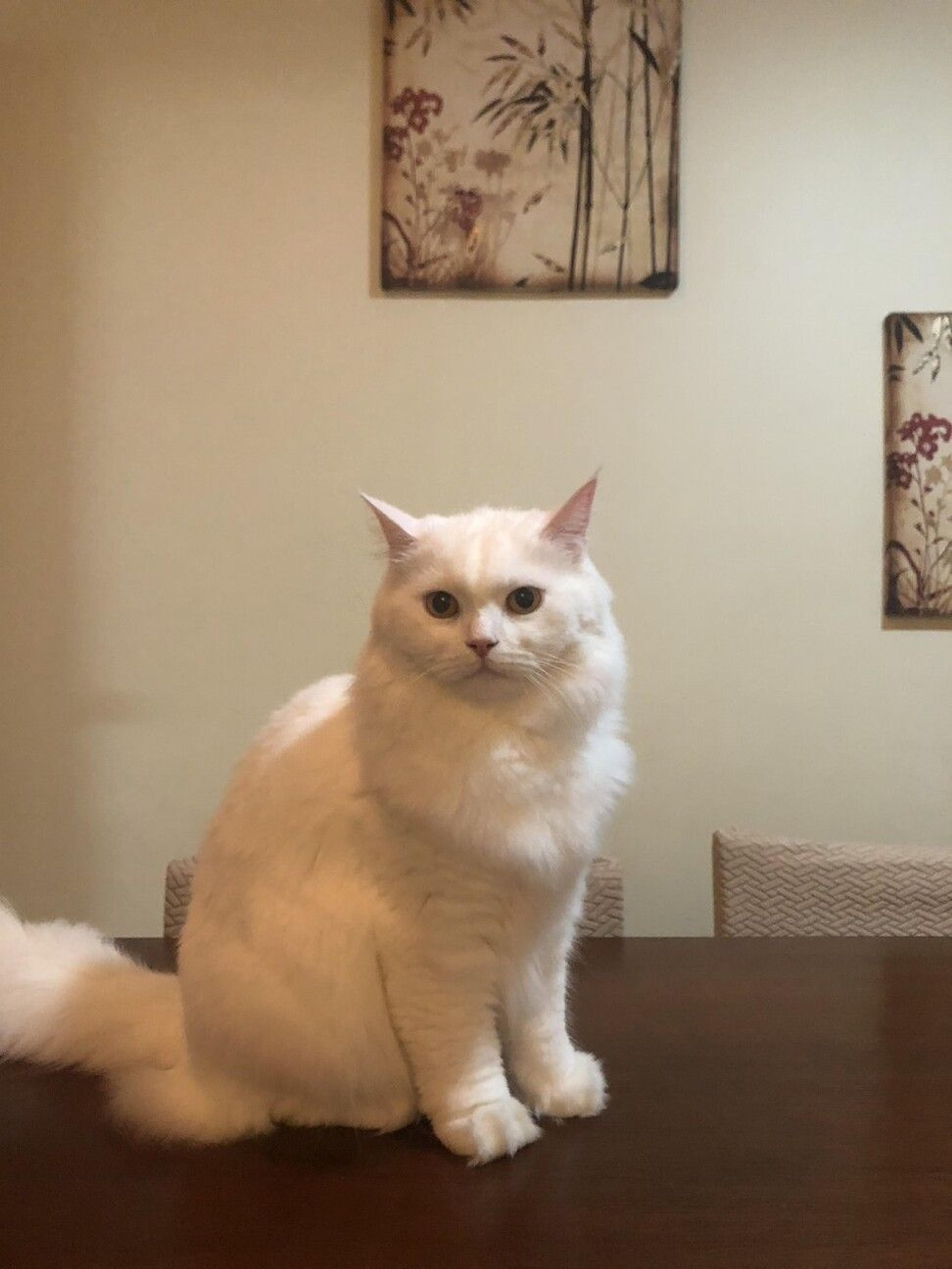 pet-image-2