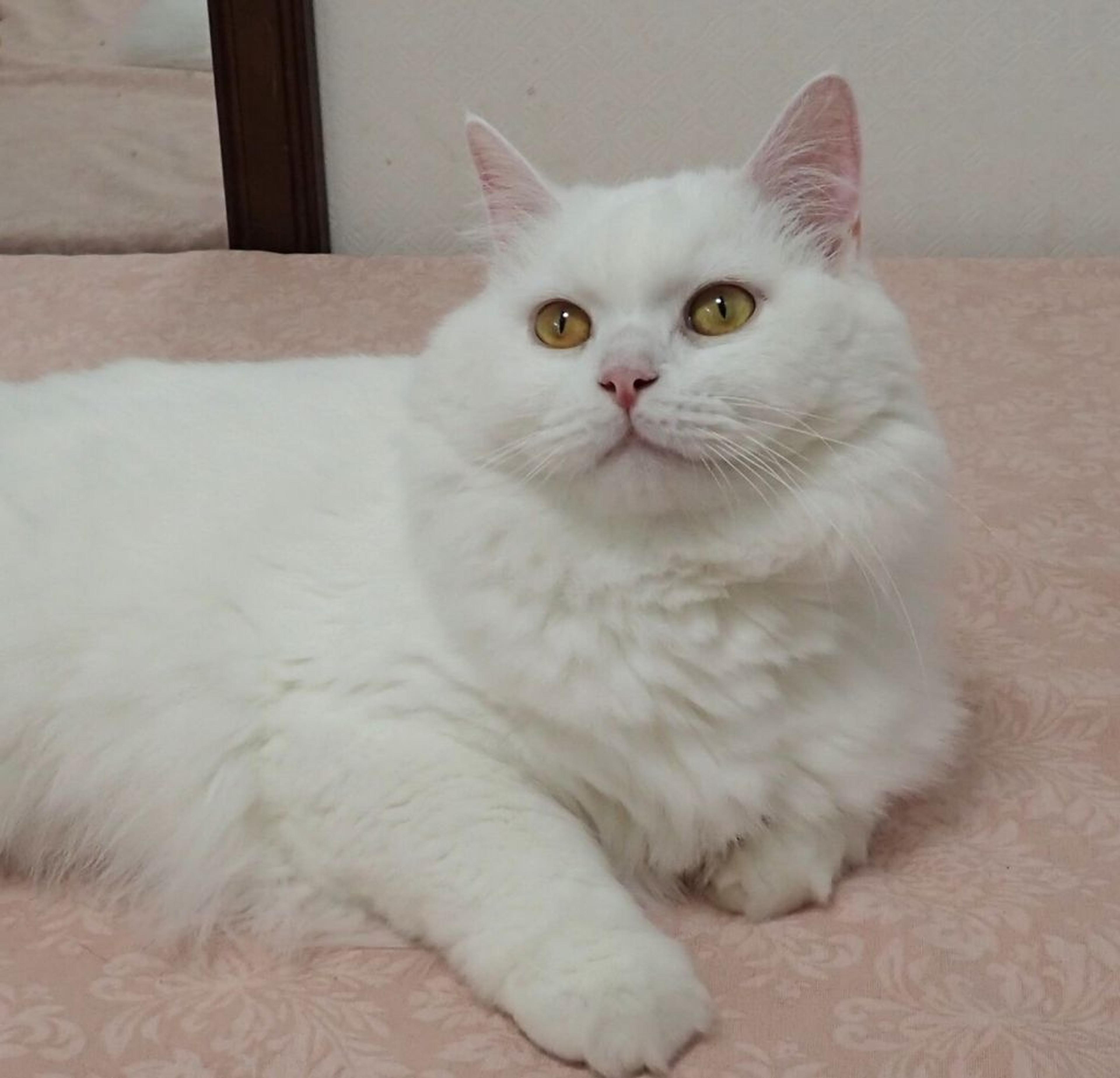 pet-image-3