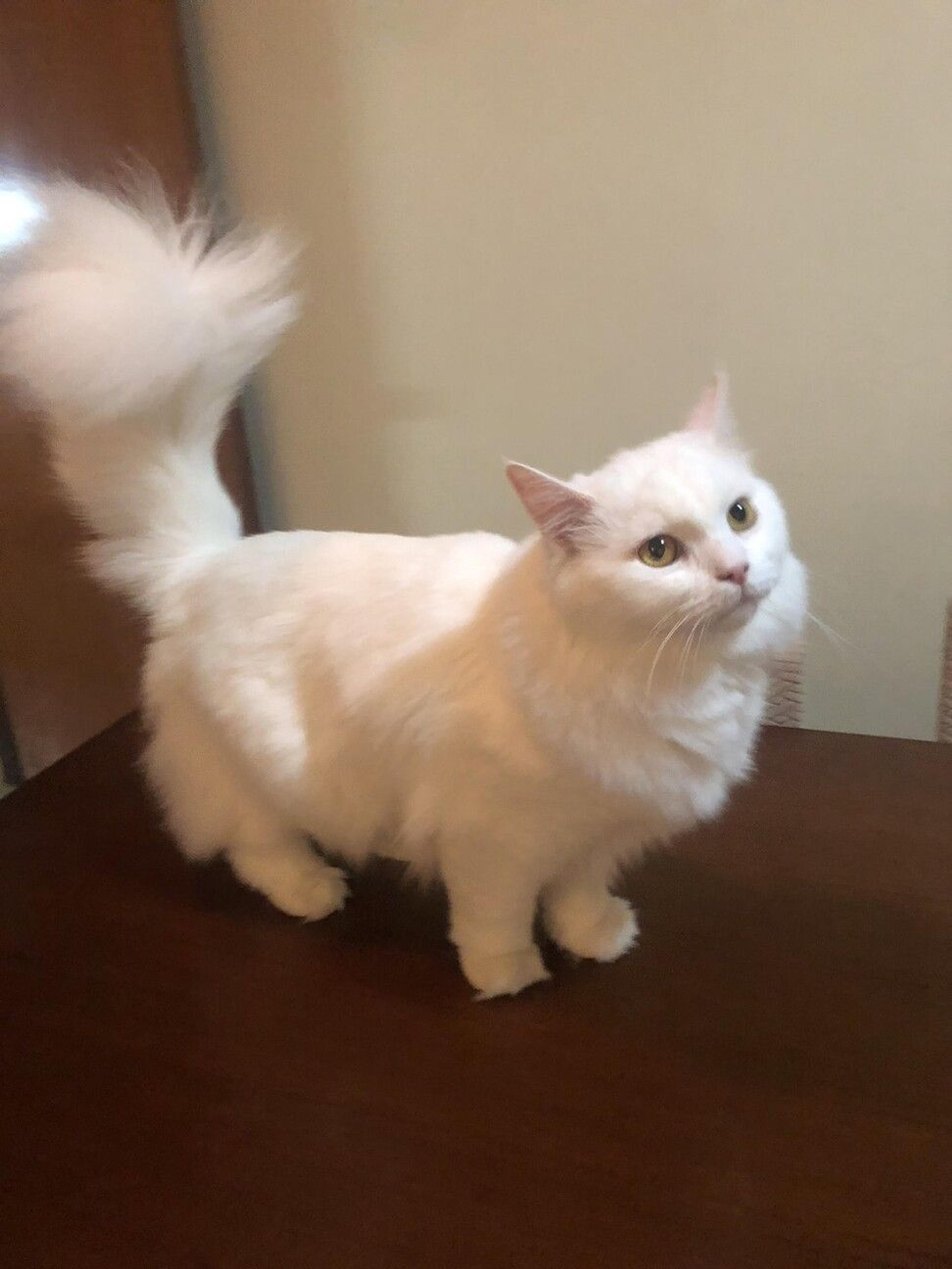 pet-image-4