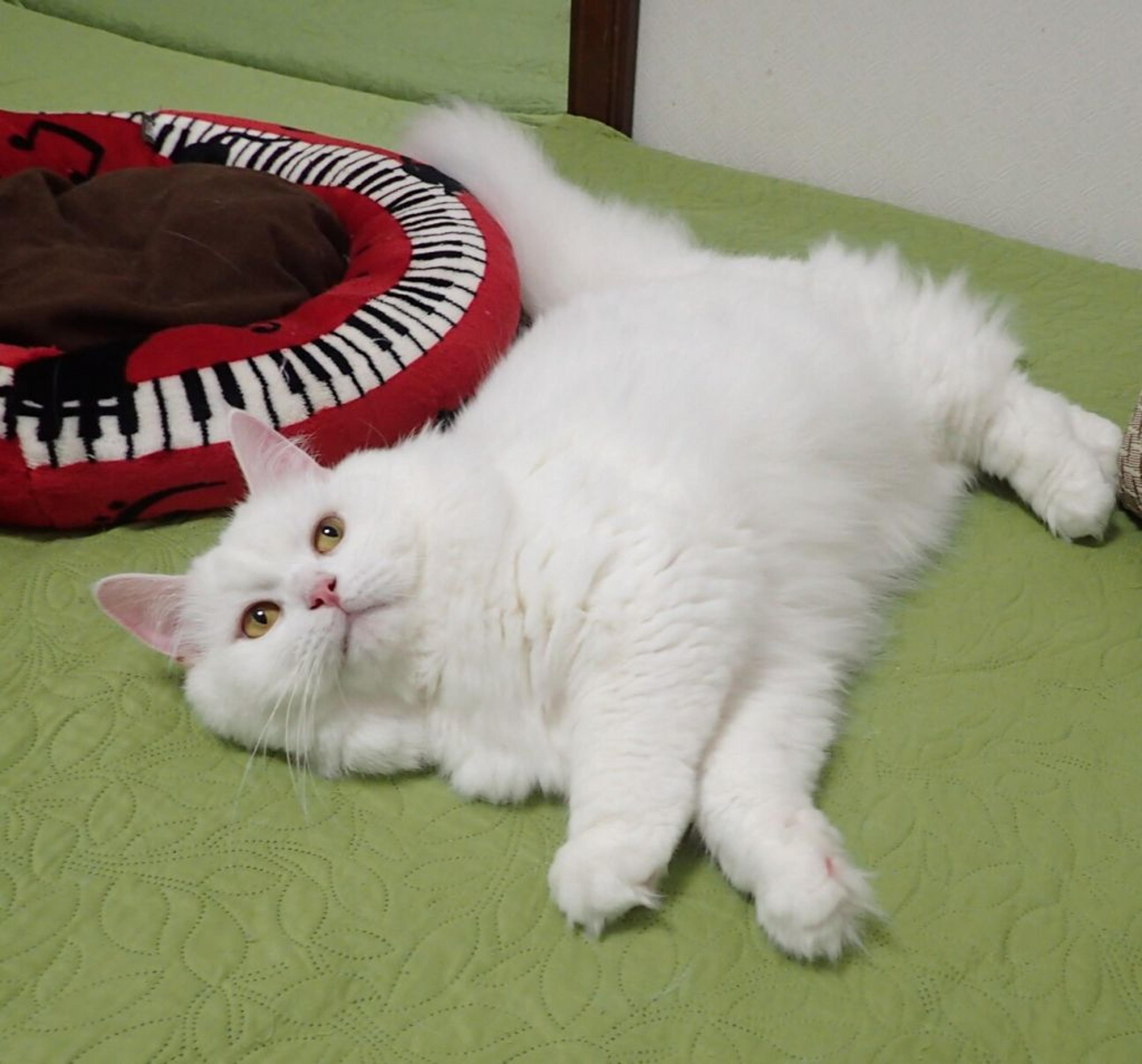 pet-image-5
