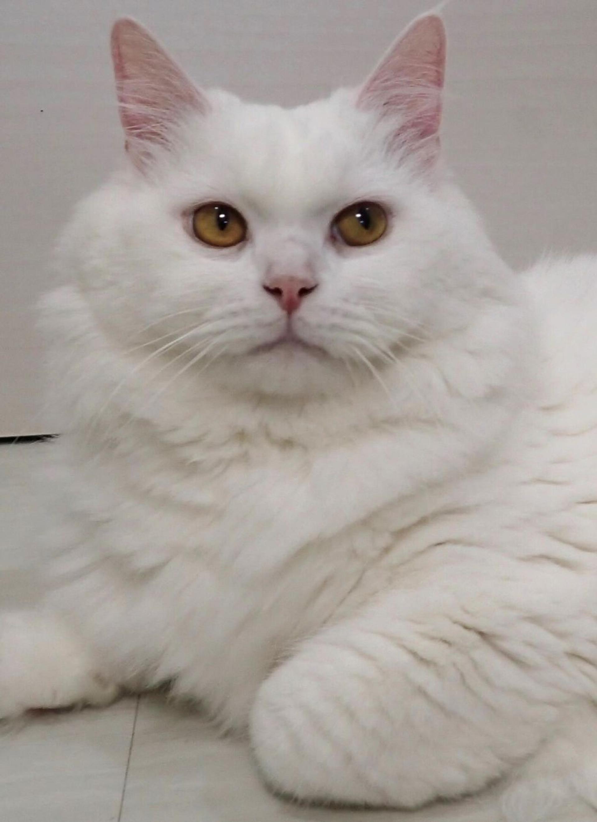 pet-image-6